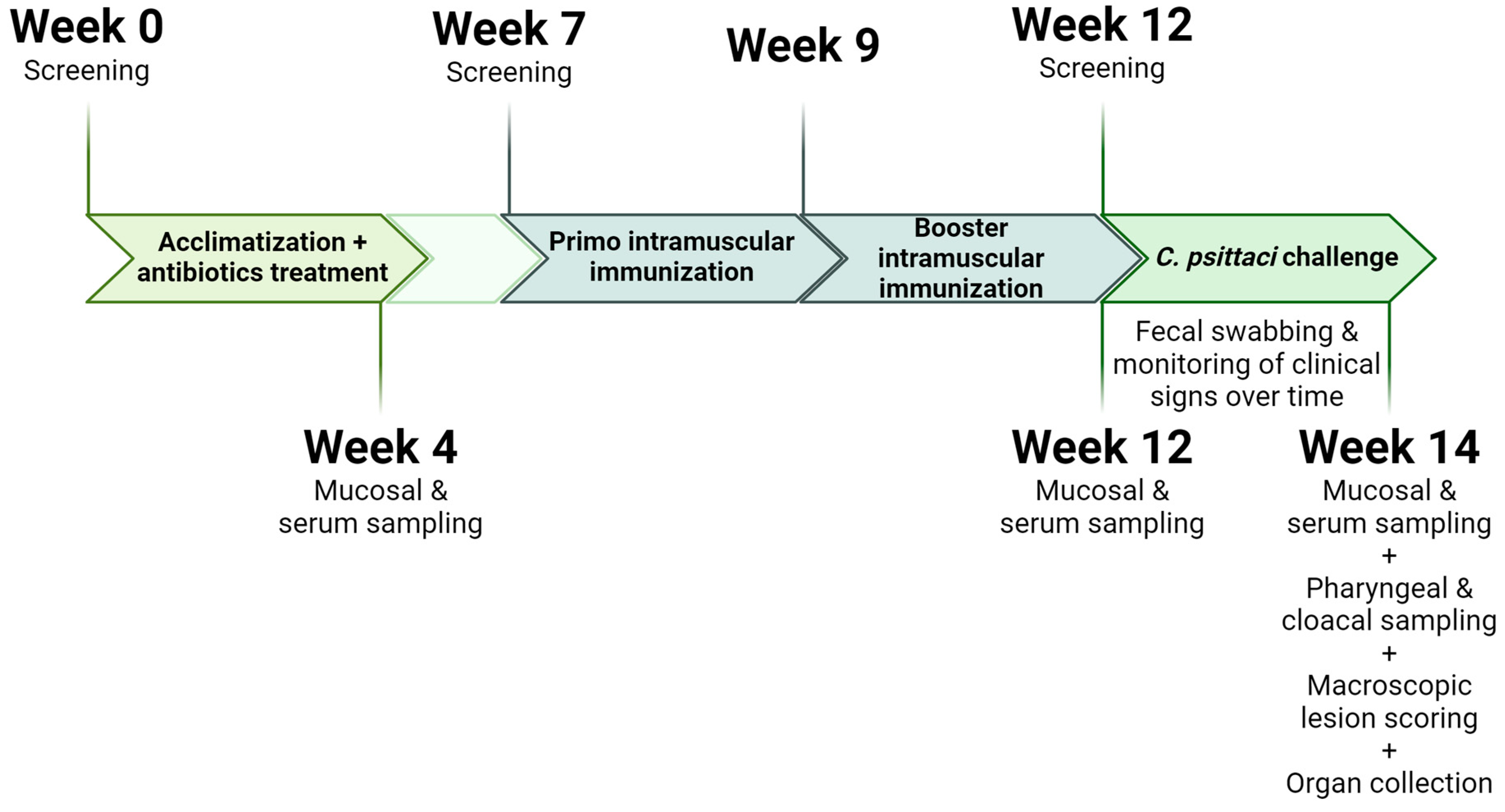 Vaccines 13 00206 g001