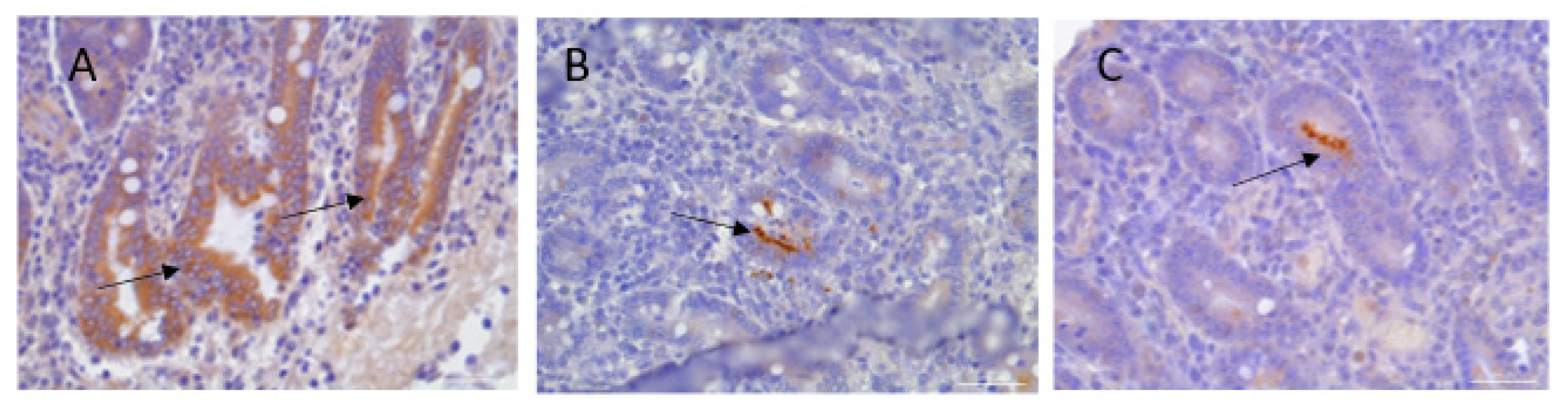 Vaccines 13 00207 g005