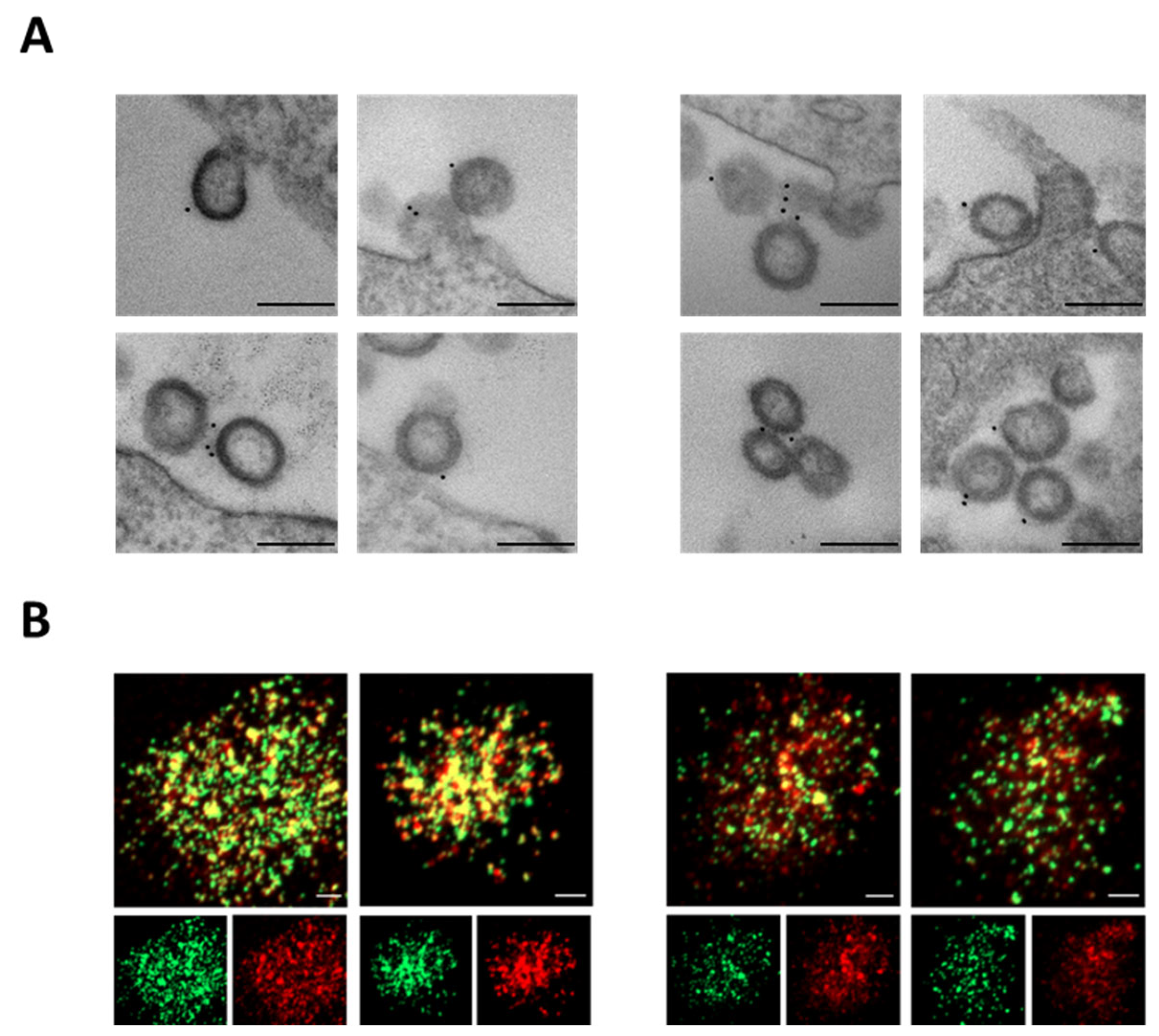 Vaccines 13 00216 g002 Vaccines 13 00216 g002