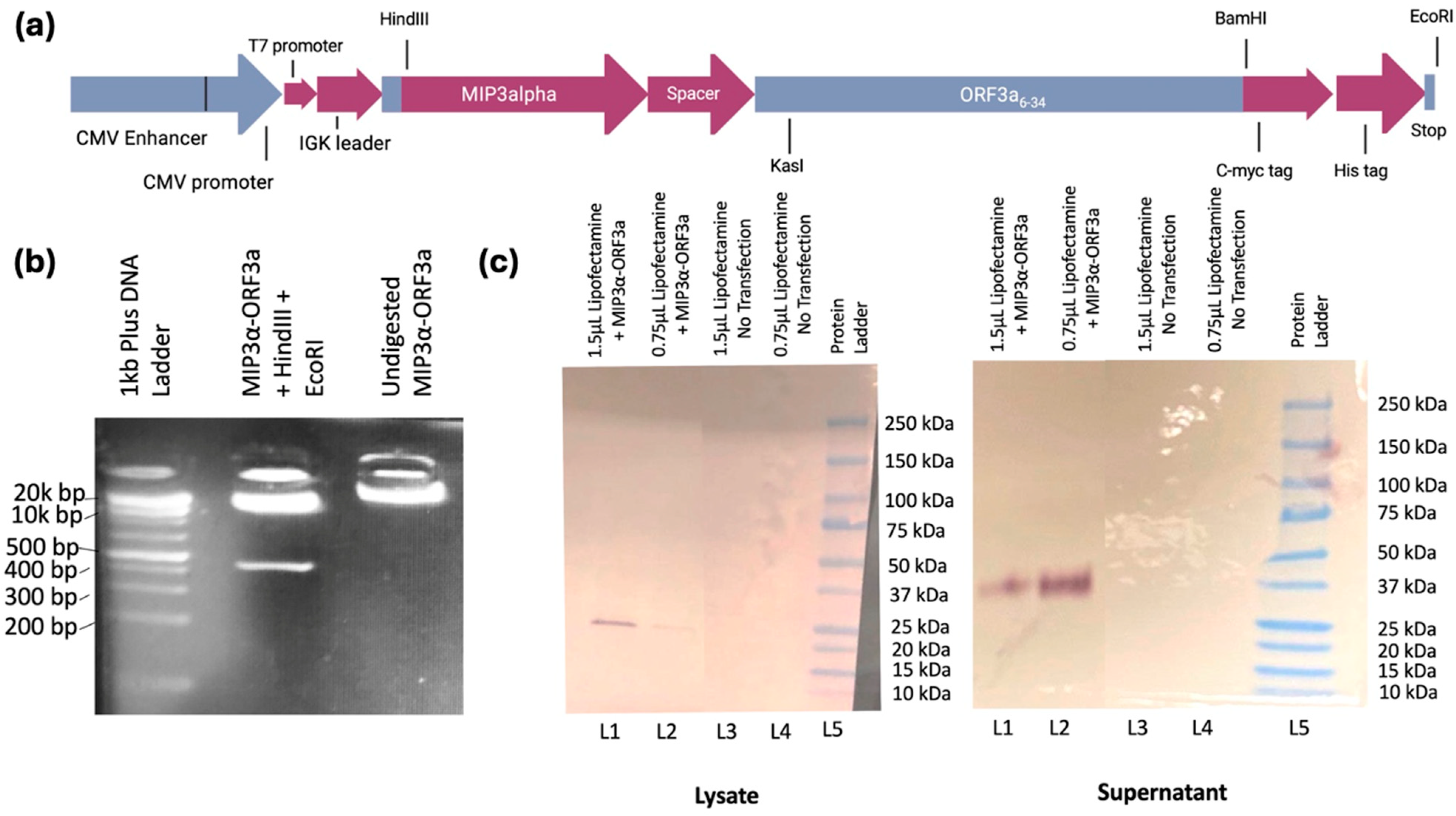 Vaccines 13 00220 g002