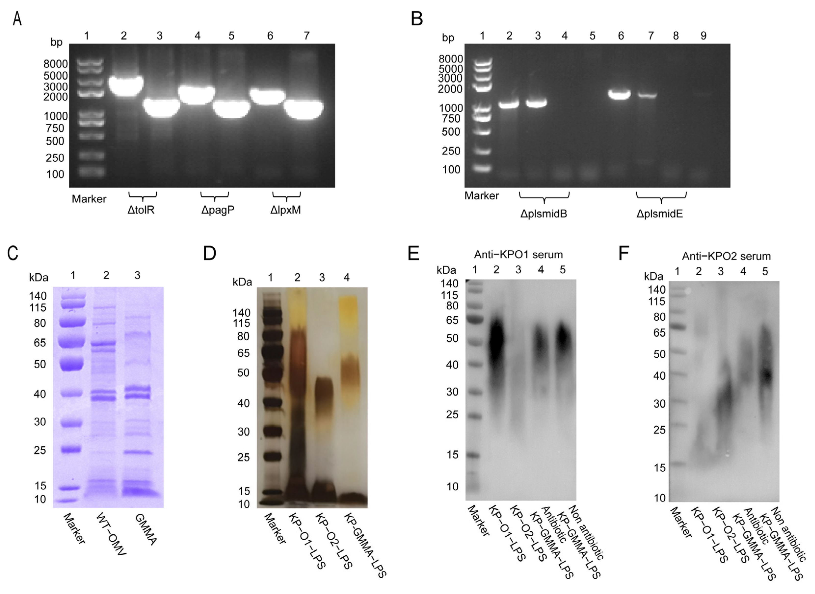 Vaccines 13 00226 g001