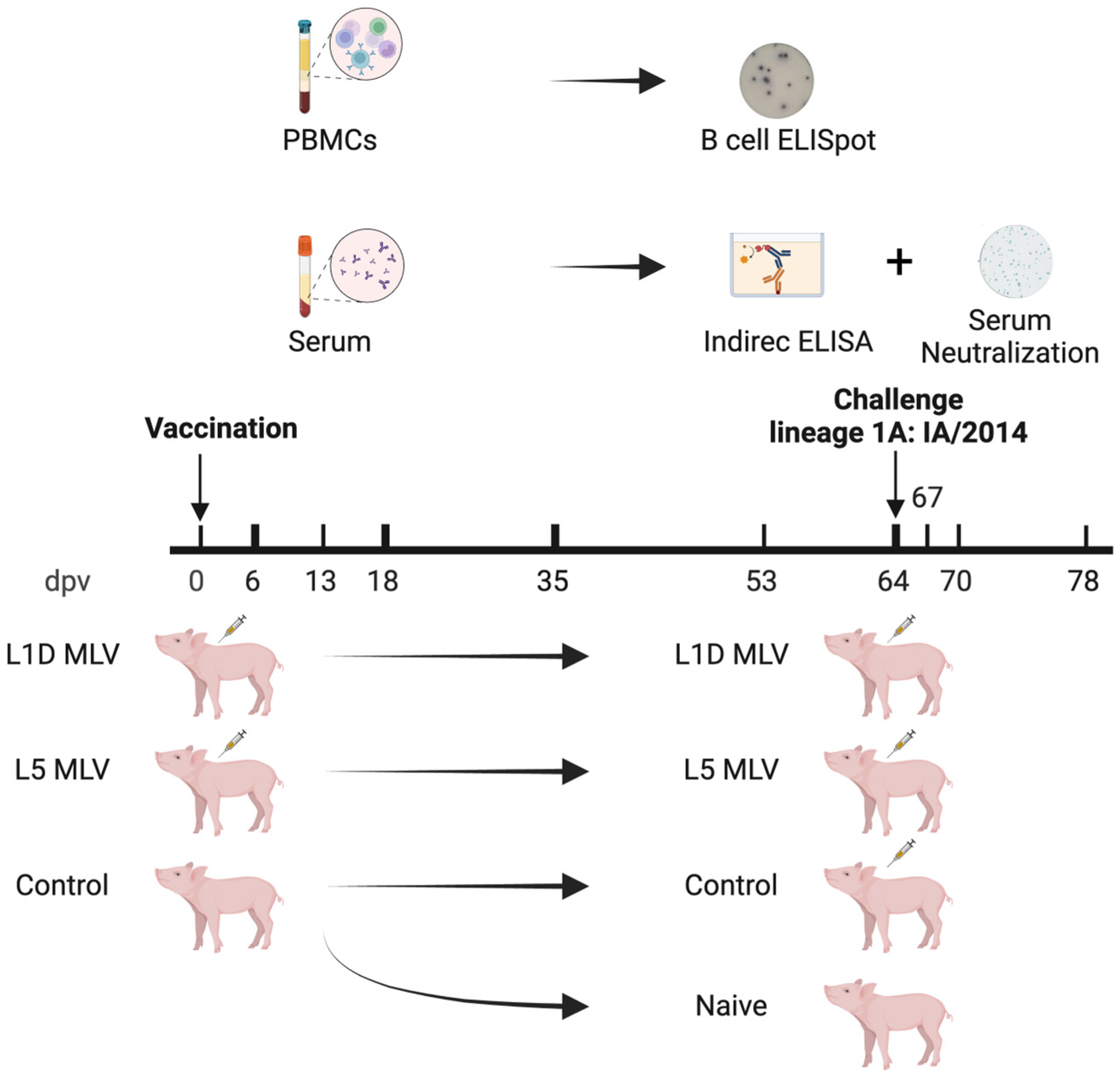 Vaccines 13 00247 g001