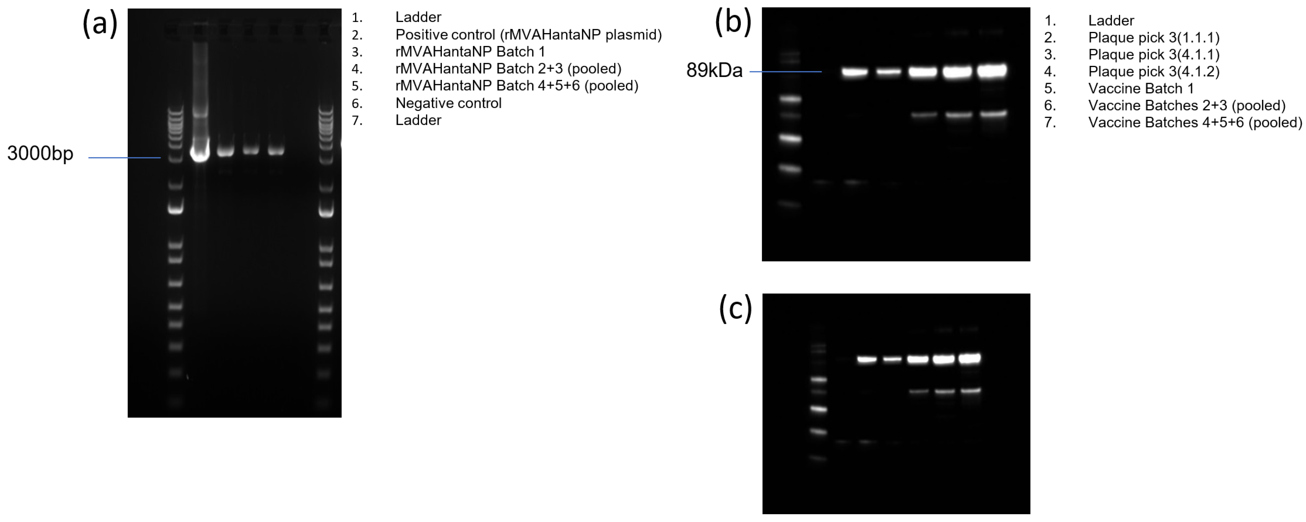 Vaccines 13 00270 g002