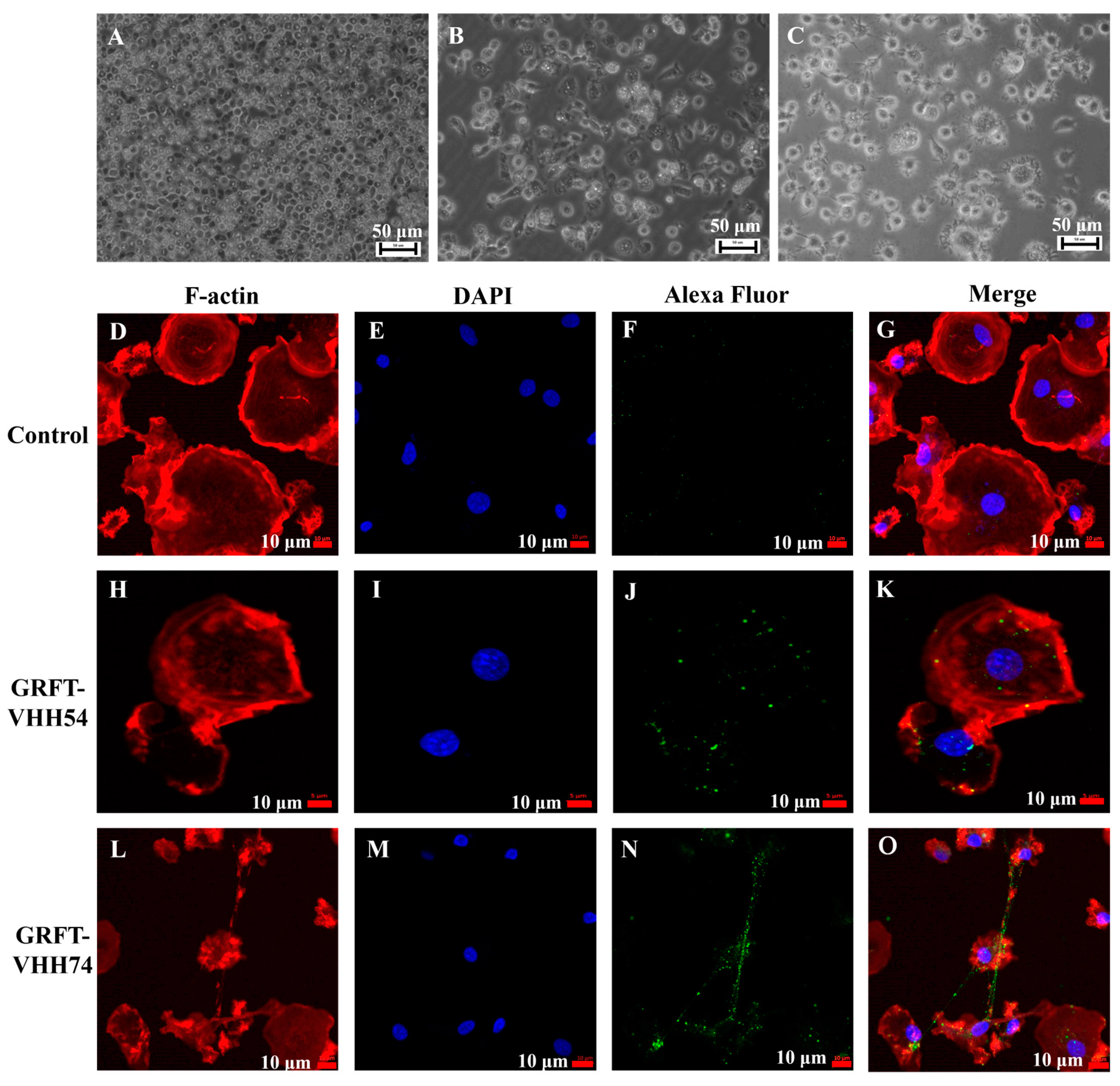 Vaccines 13 00294 g005