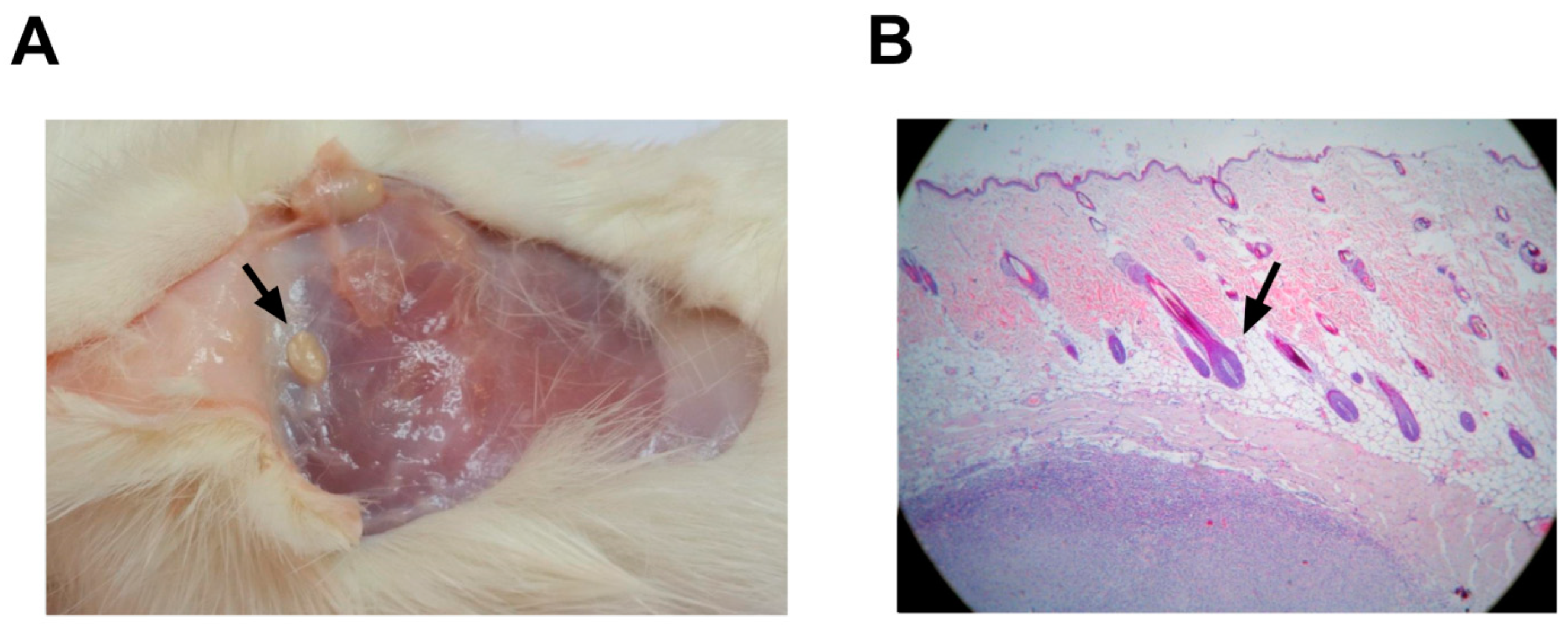 Vaccines 13 00296 g007