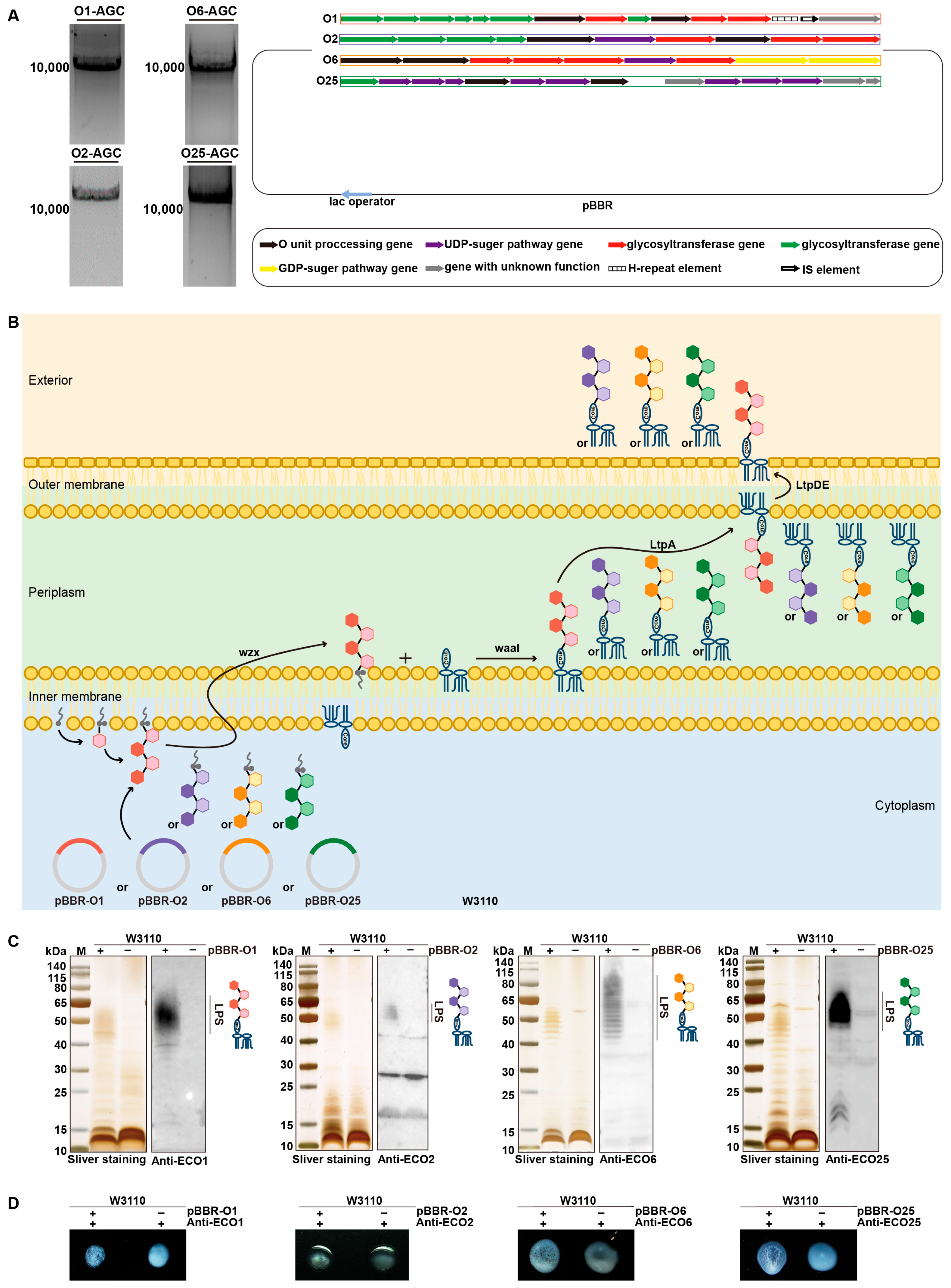 Vaccines 13 00362 g001