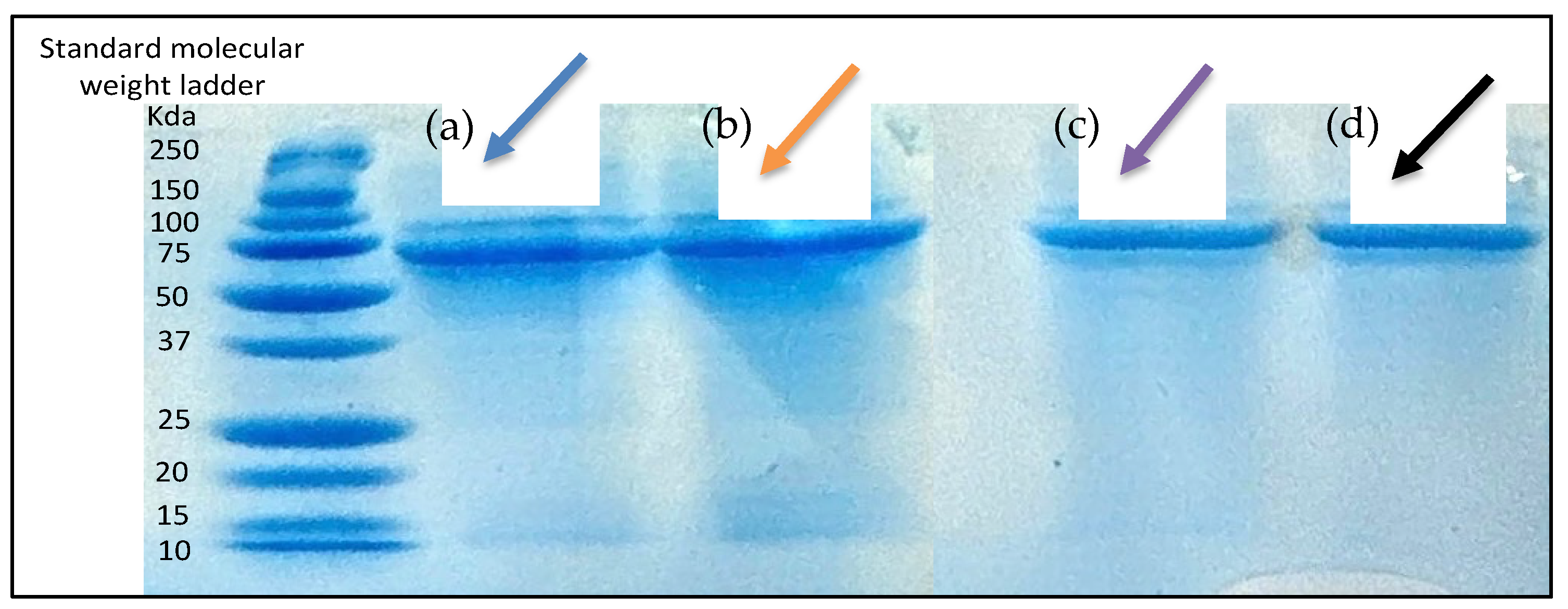 Vaccines 13 00380 g005