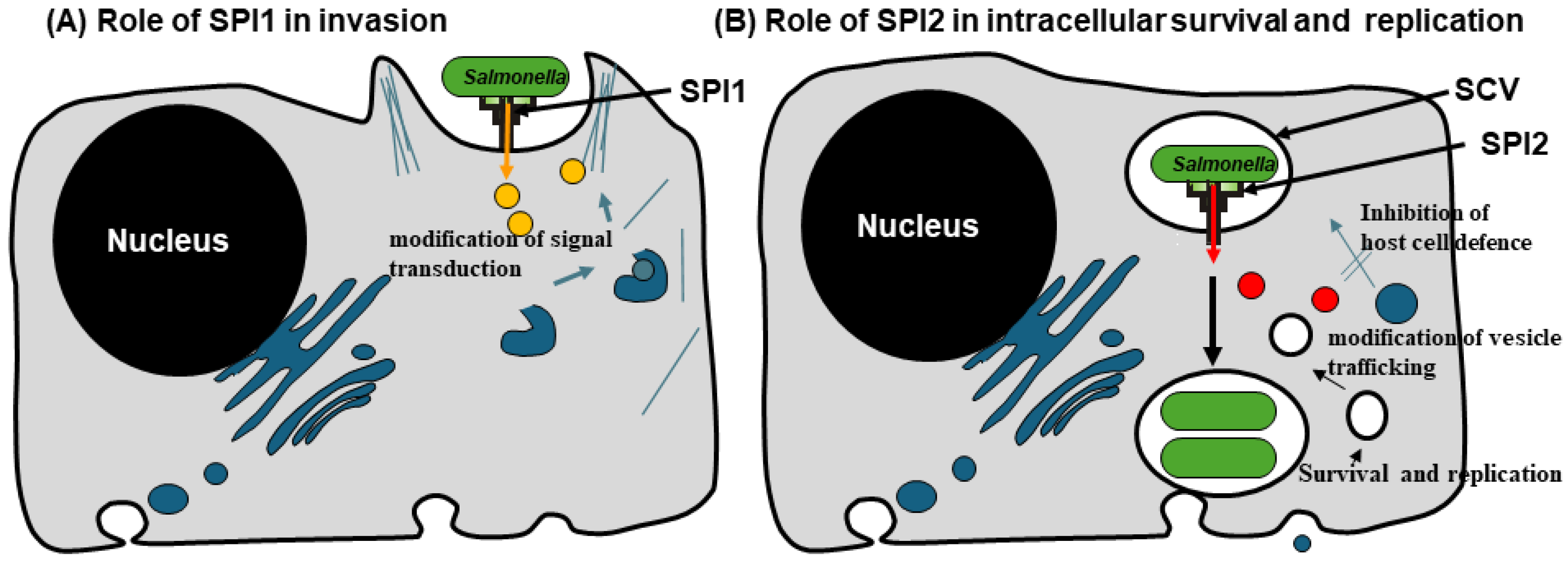 Vaccines 13 00405 g001 Vaccines 13 00405 g001