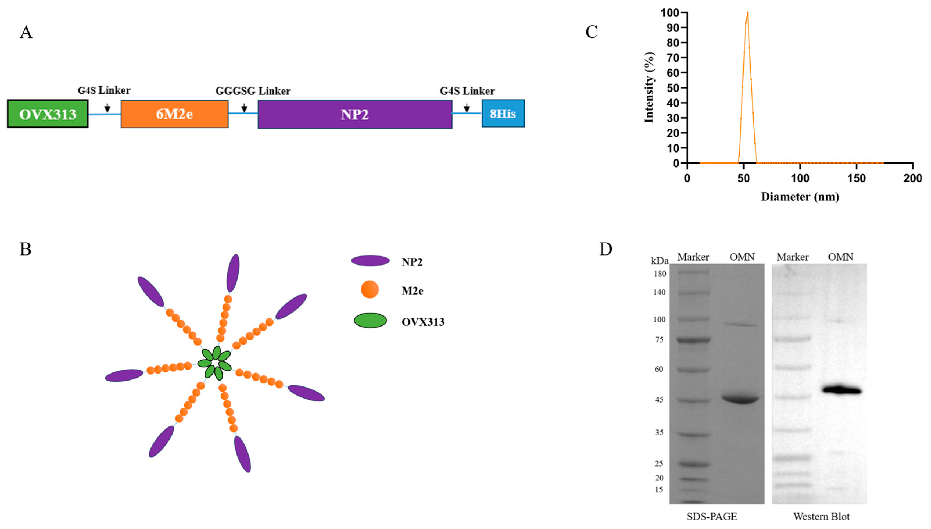 Vaccines 13 00412 g002