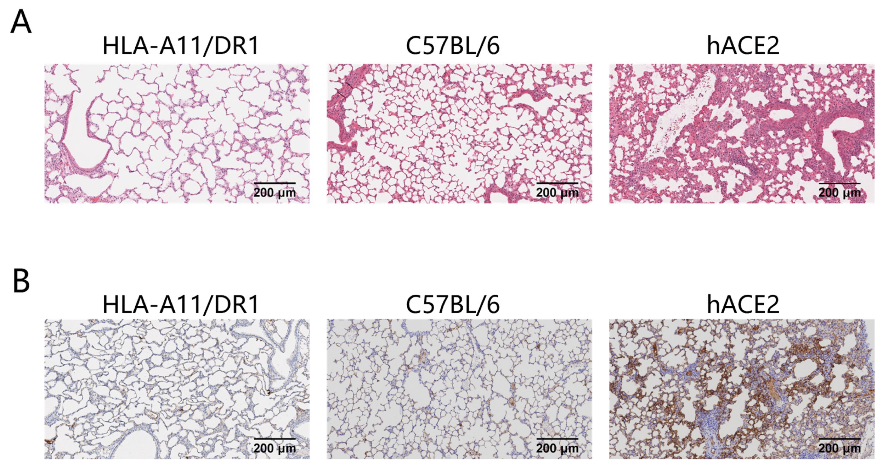 Vaccines 13 00416 g002