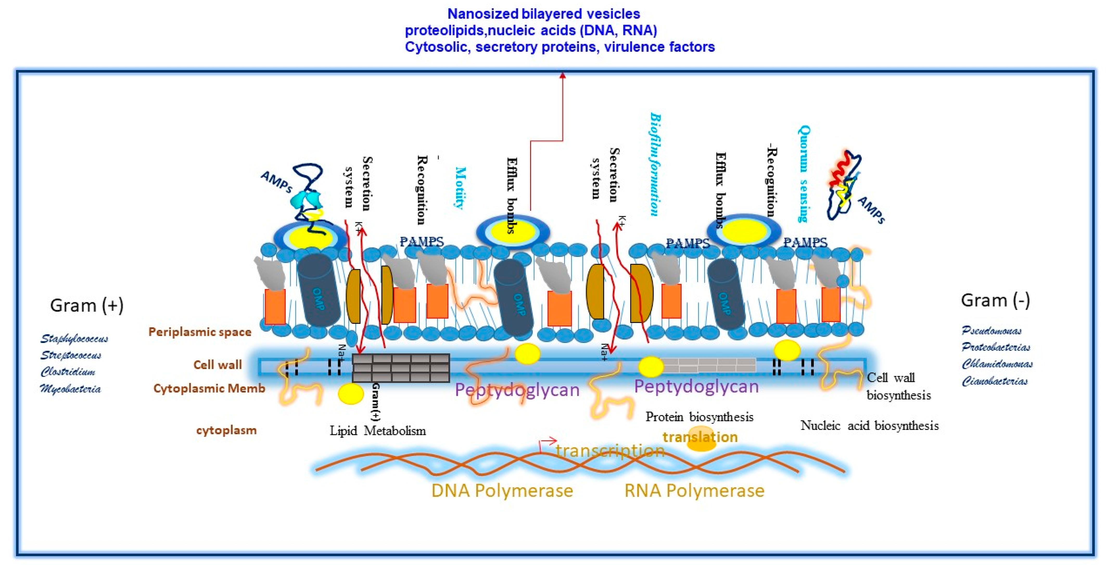 Vaccines 13 00418 g001