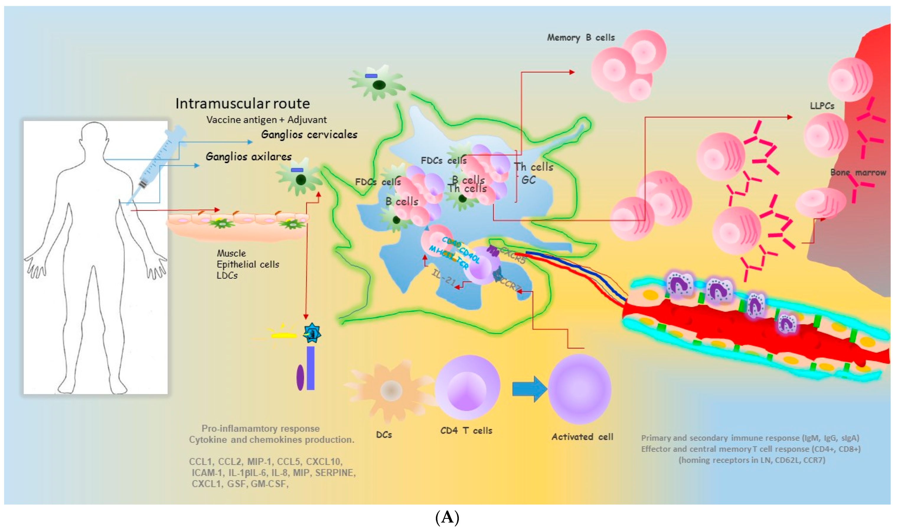 Vaccines 13 00418 g003a