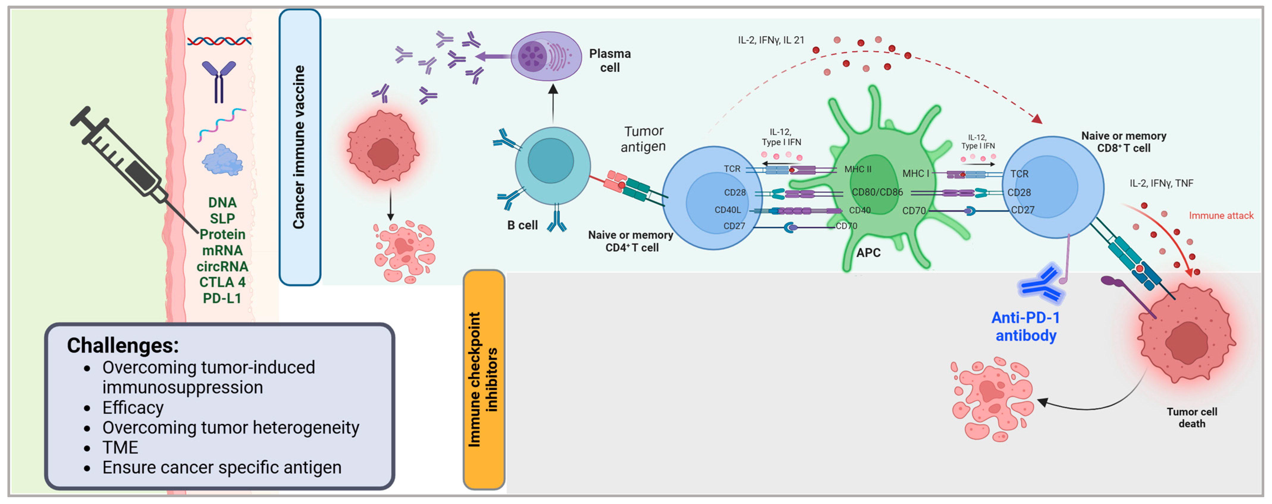 Vaccines 13 00423 g001