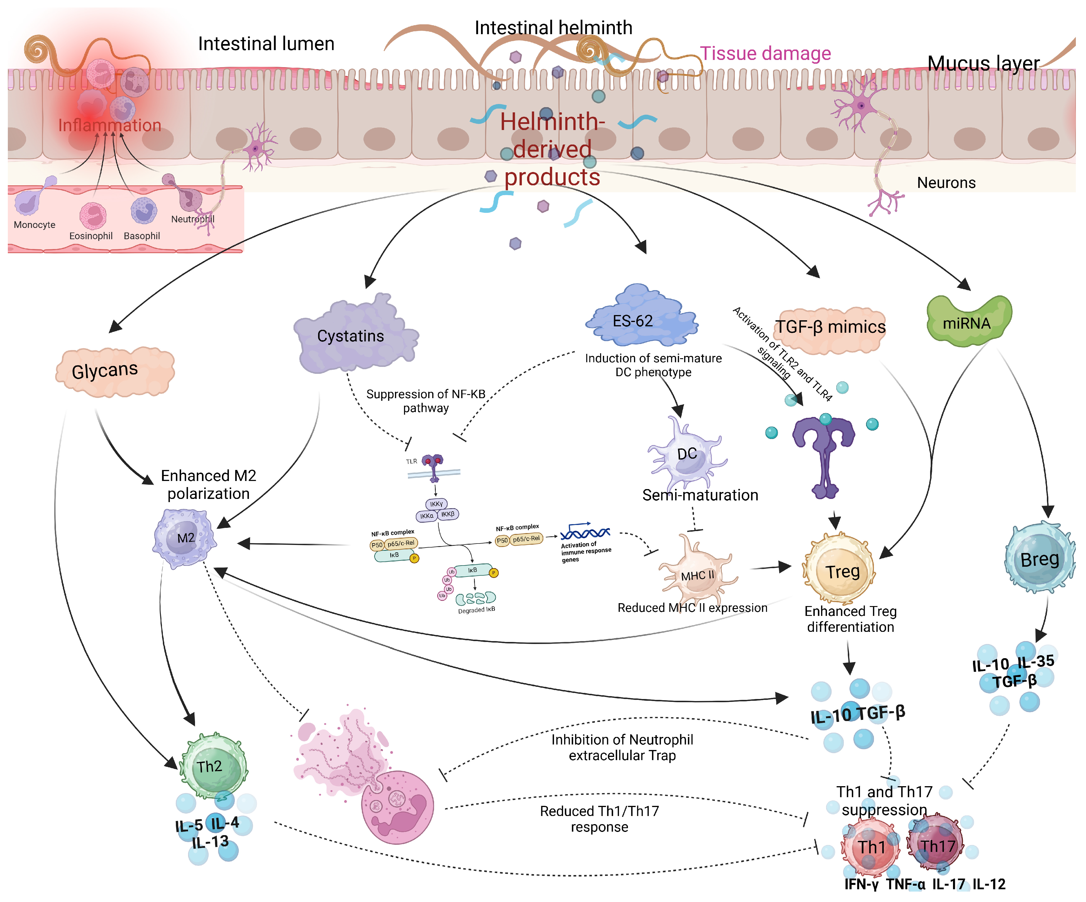 Vaccines 13 00436 g003