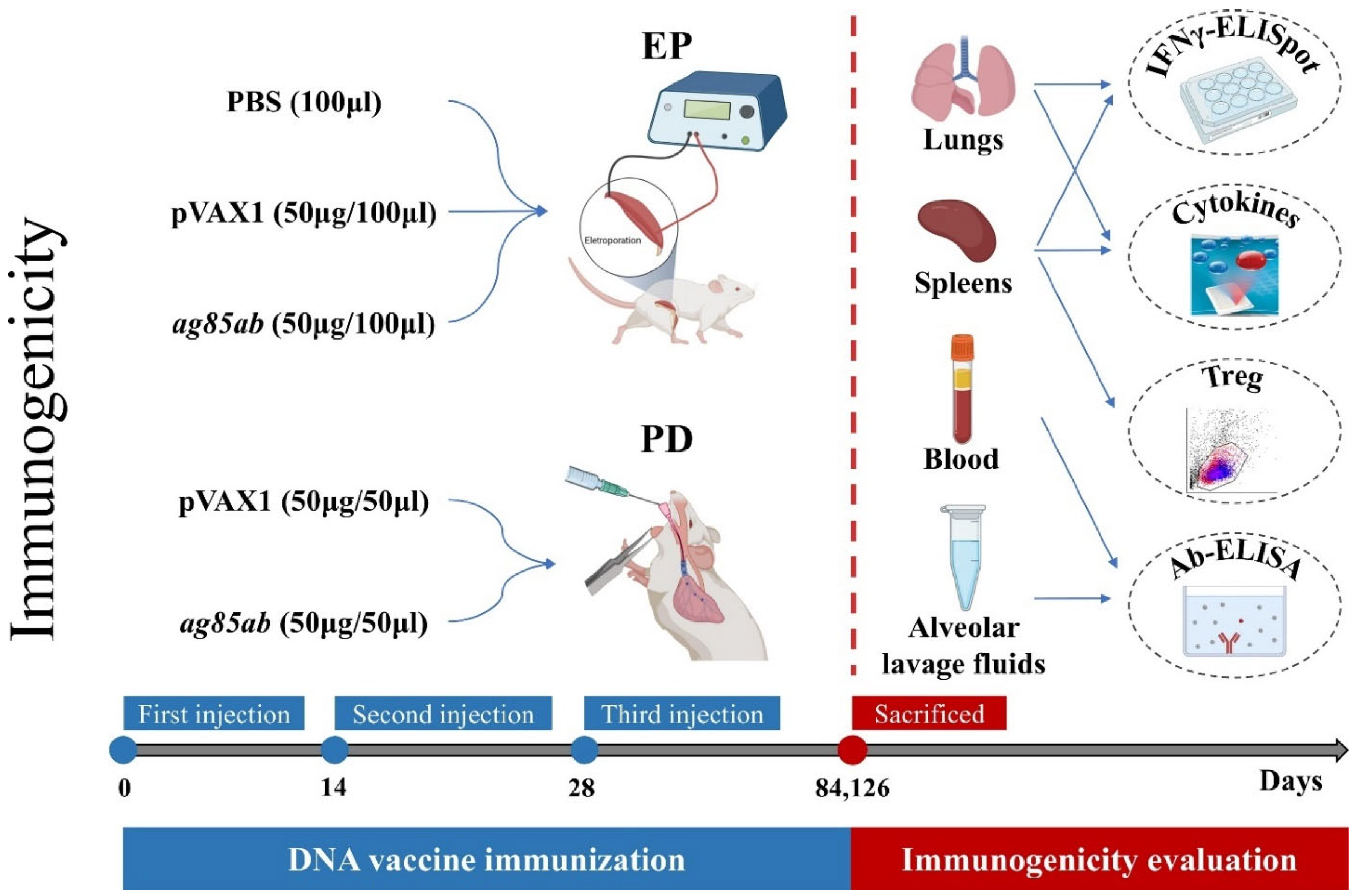 Vaccines 13 00442 g001 Vaccines 13 00442 g001
