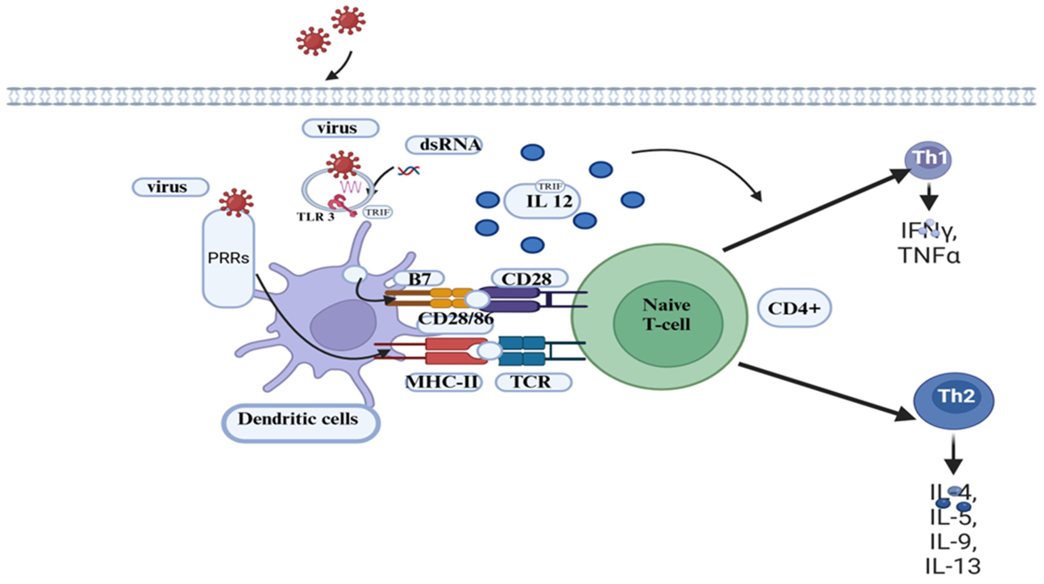 Vaccines 13 00456 g003