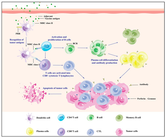 その他 Thus Clinical Translation Challenges and Strategies for Tumour Vaccines