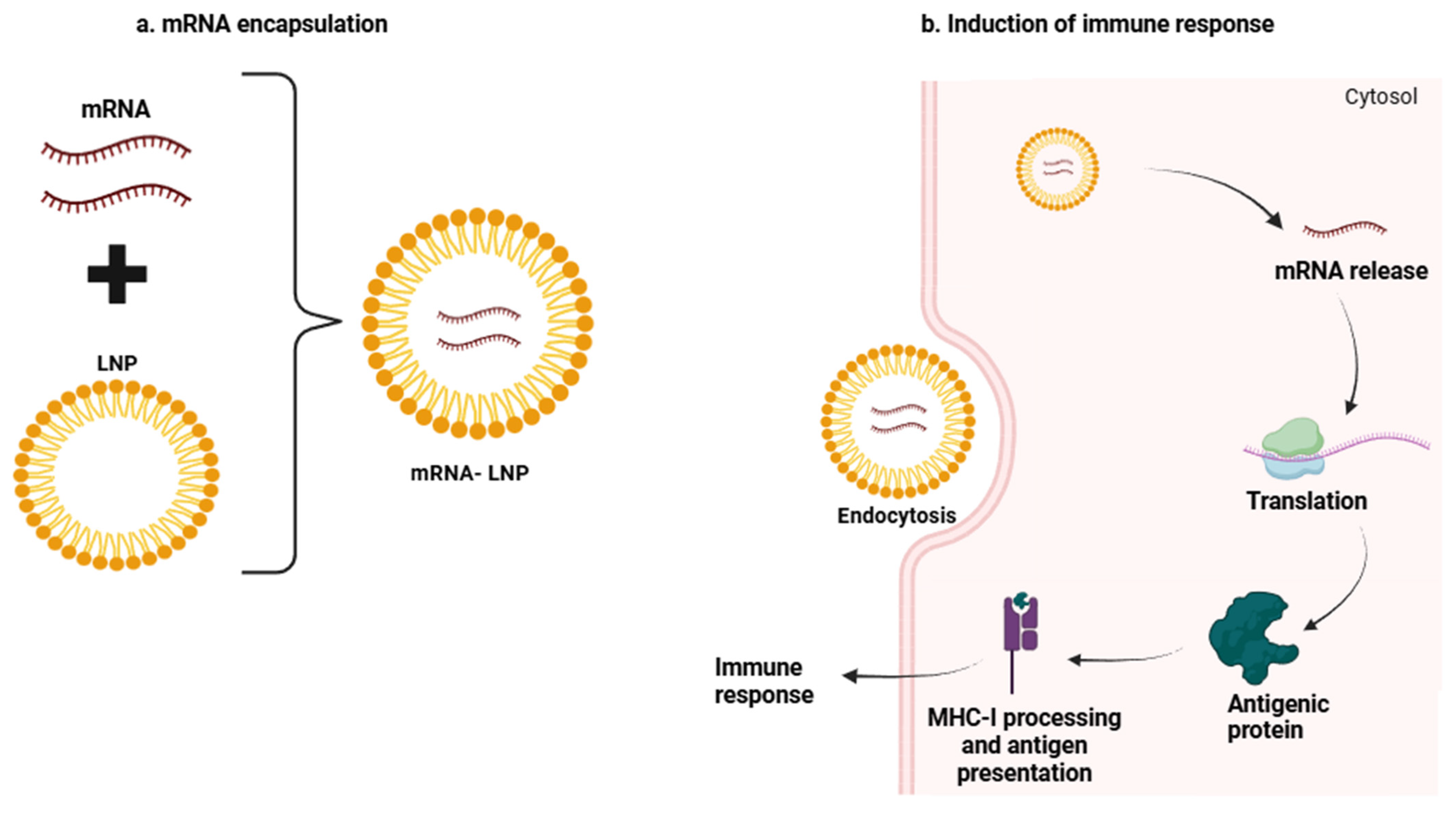 Vaccines 13 00476 g002