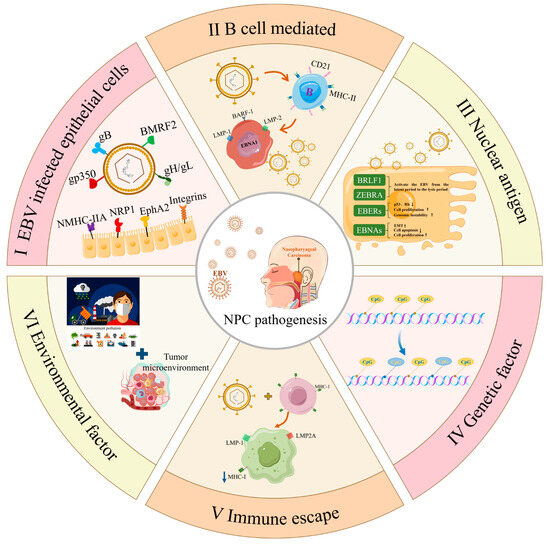 EBV Vaccines in the Prevention and Treatment of