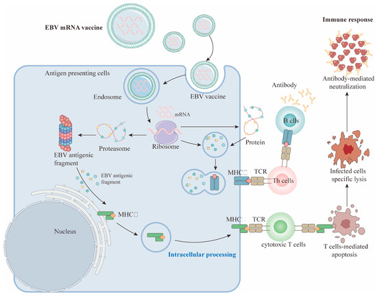 EBV Vaccines in the Prevention and Treatment of