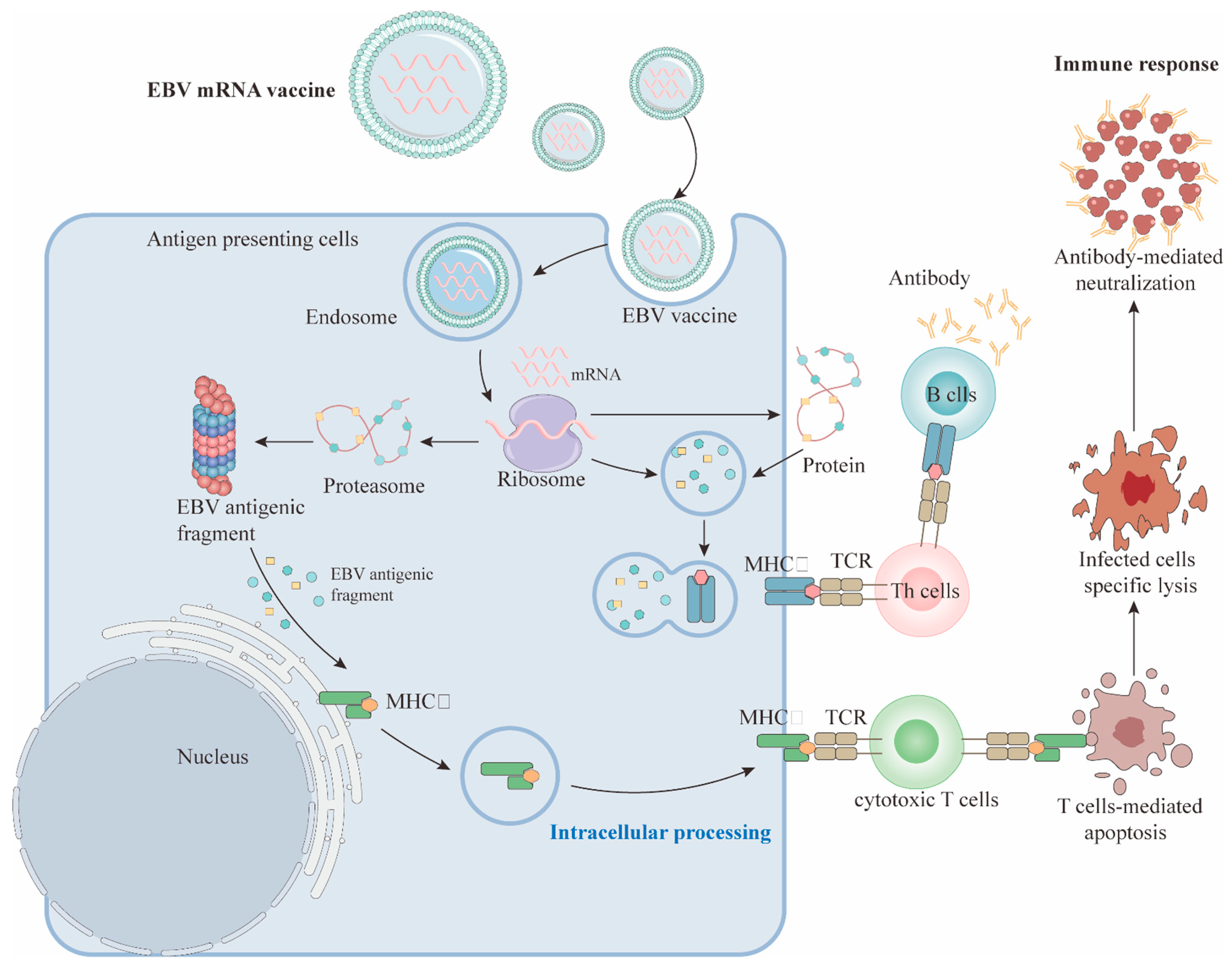 EBV Vaccines in the Prevention and Treatment of