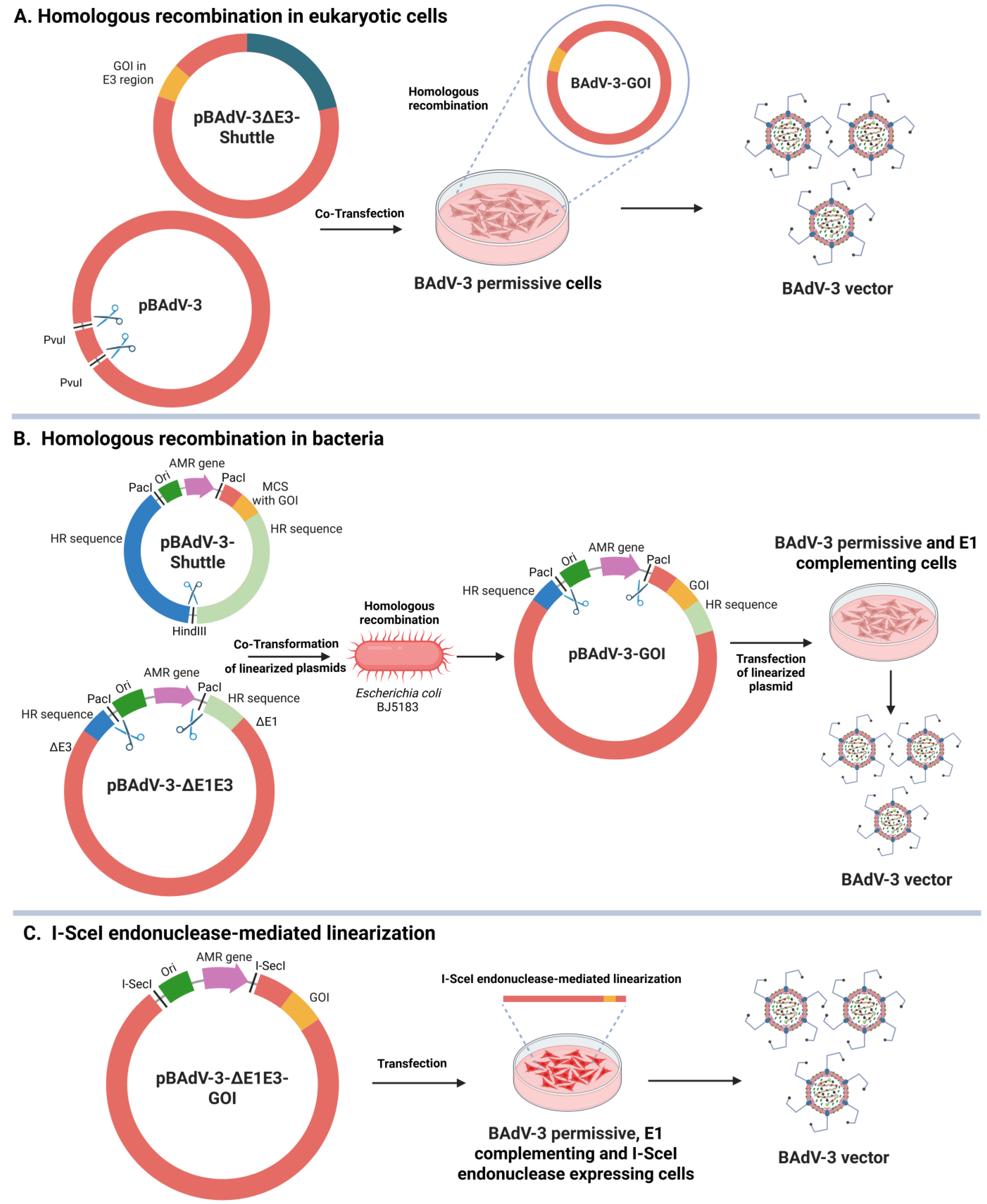 Vaccines 13 00494 g004 Vaccines 13 00494 g004