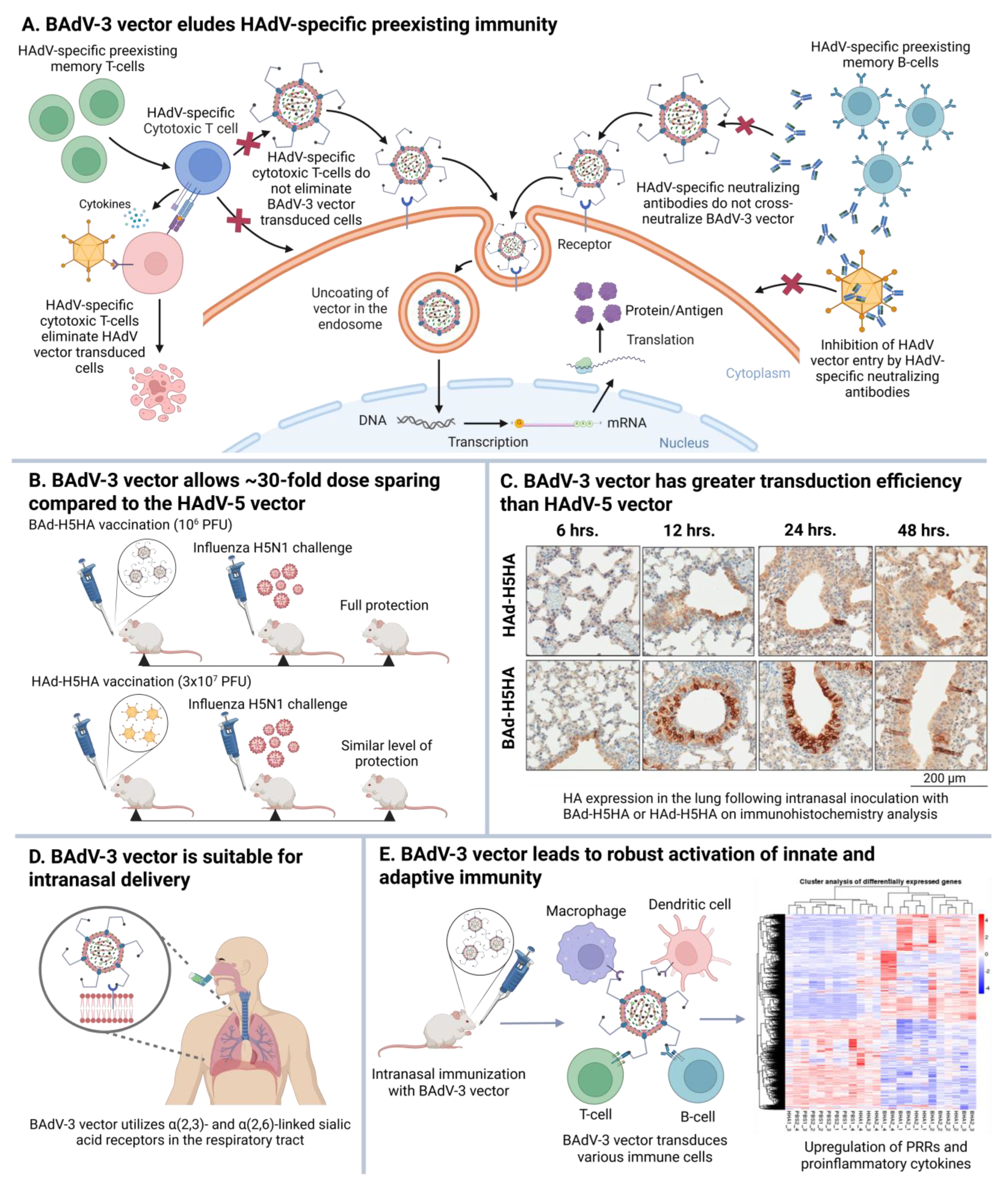 Vaccines 13 00494 g005 Vaccines 13 00494 g005