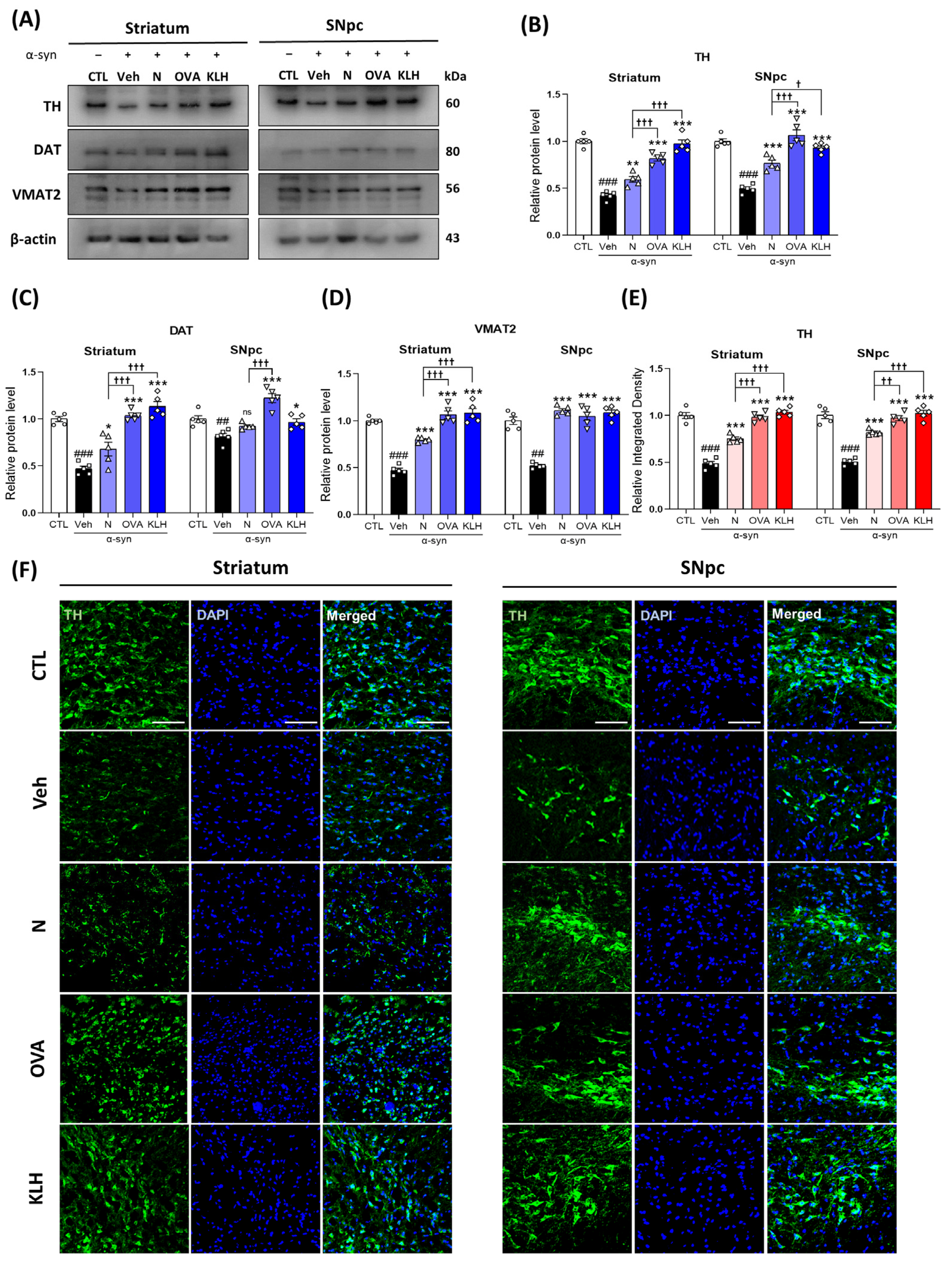 Vaccines 13 00512 g005