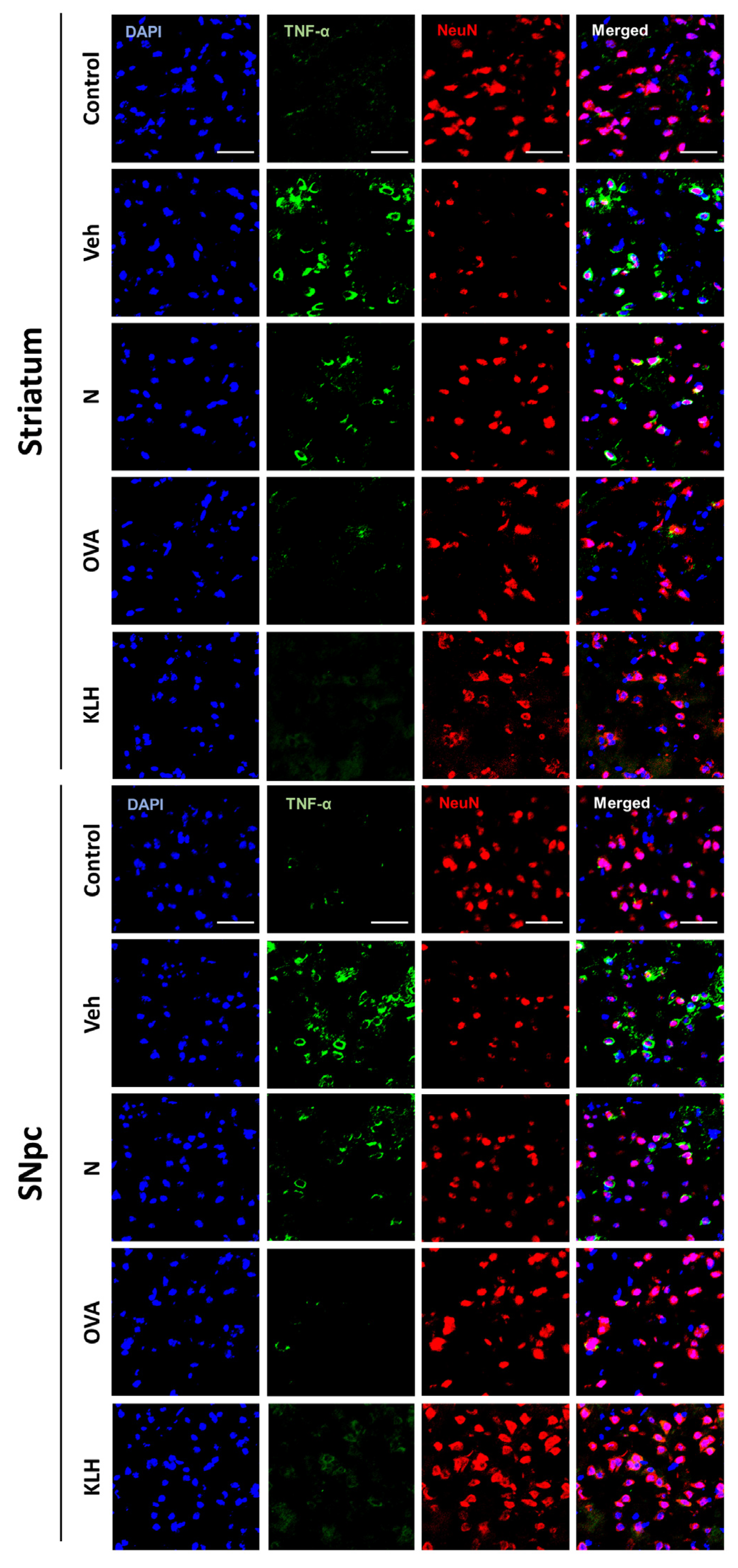 Vaccines 13 00512 g0s6