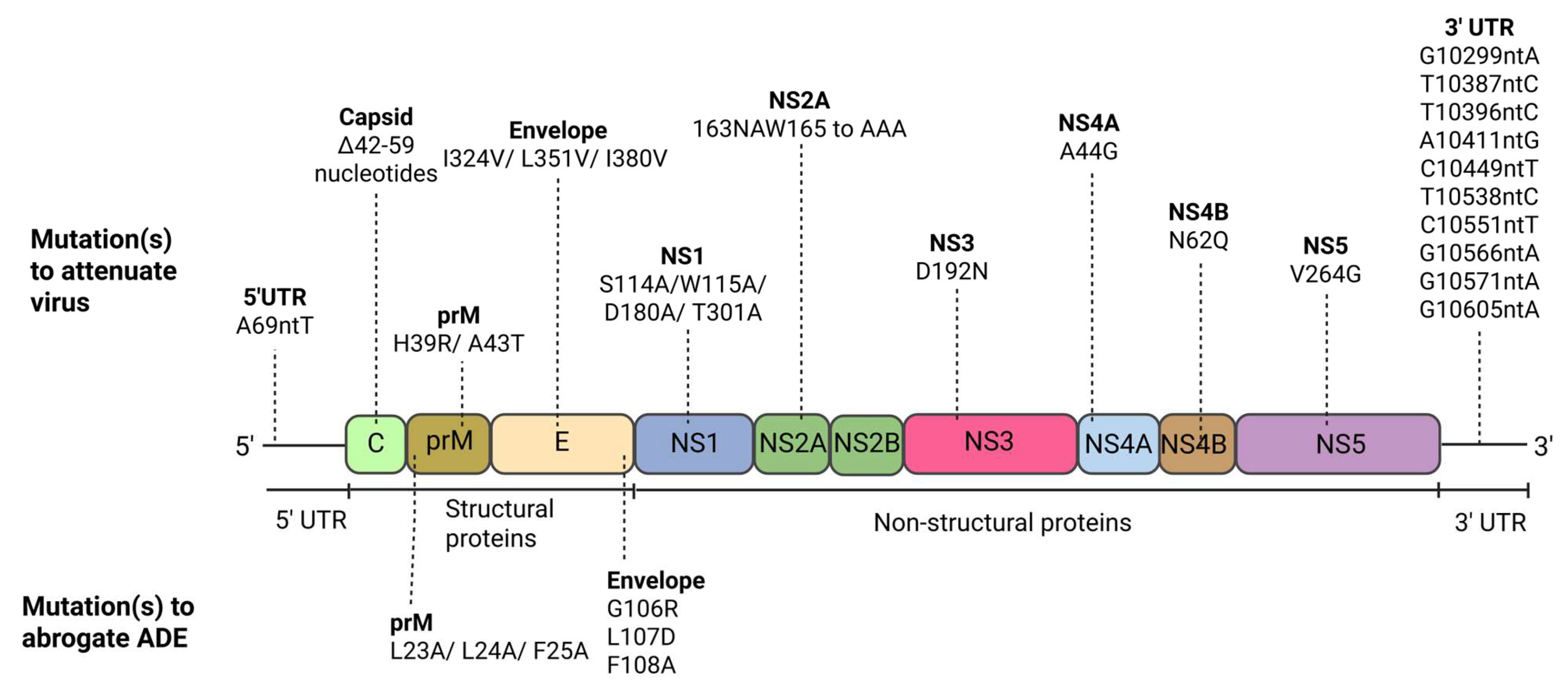 Vaccines 13 00532 g004