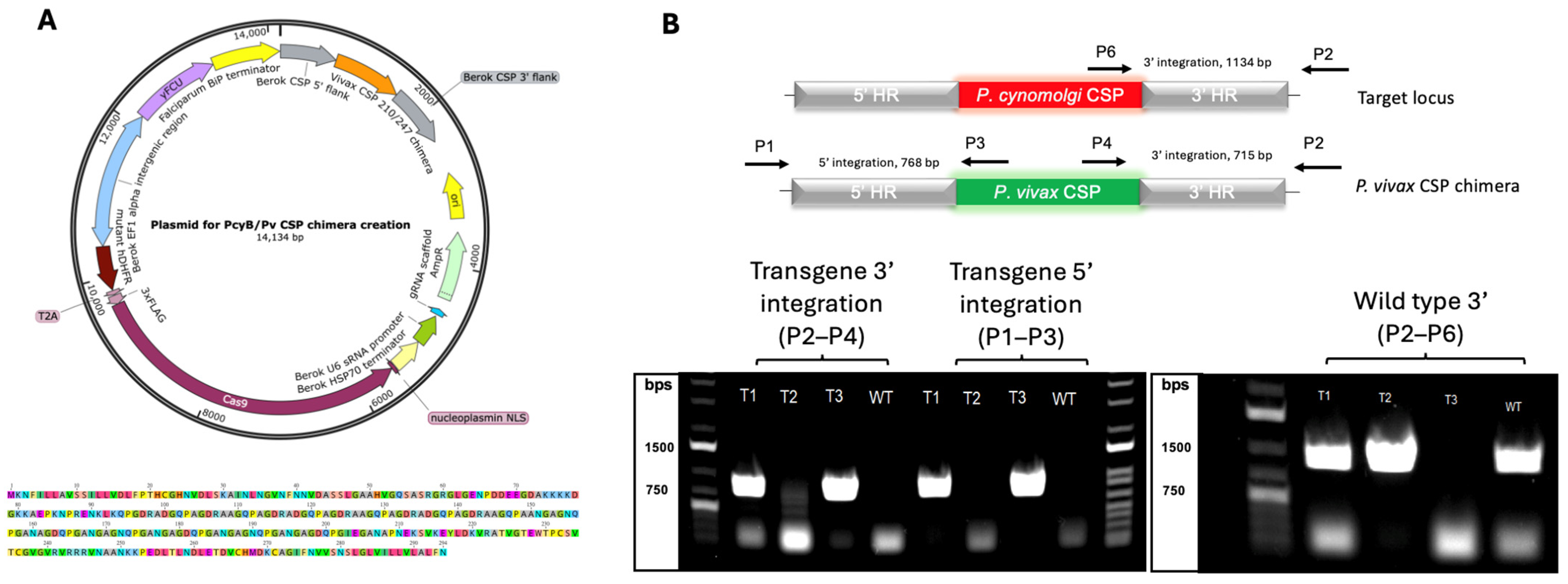 Vaccines 13 00536 g001