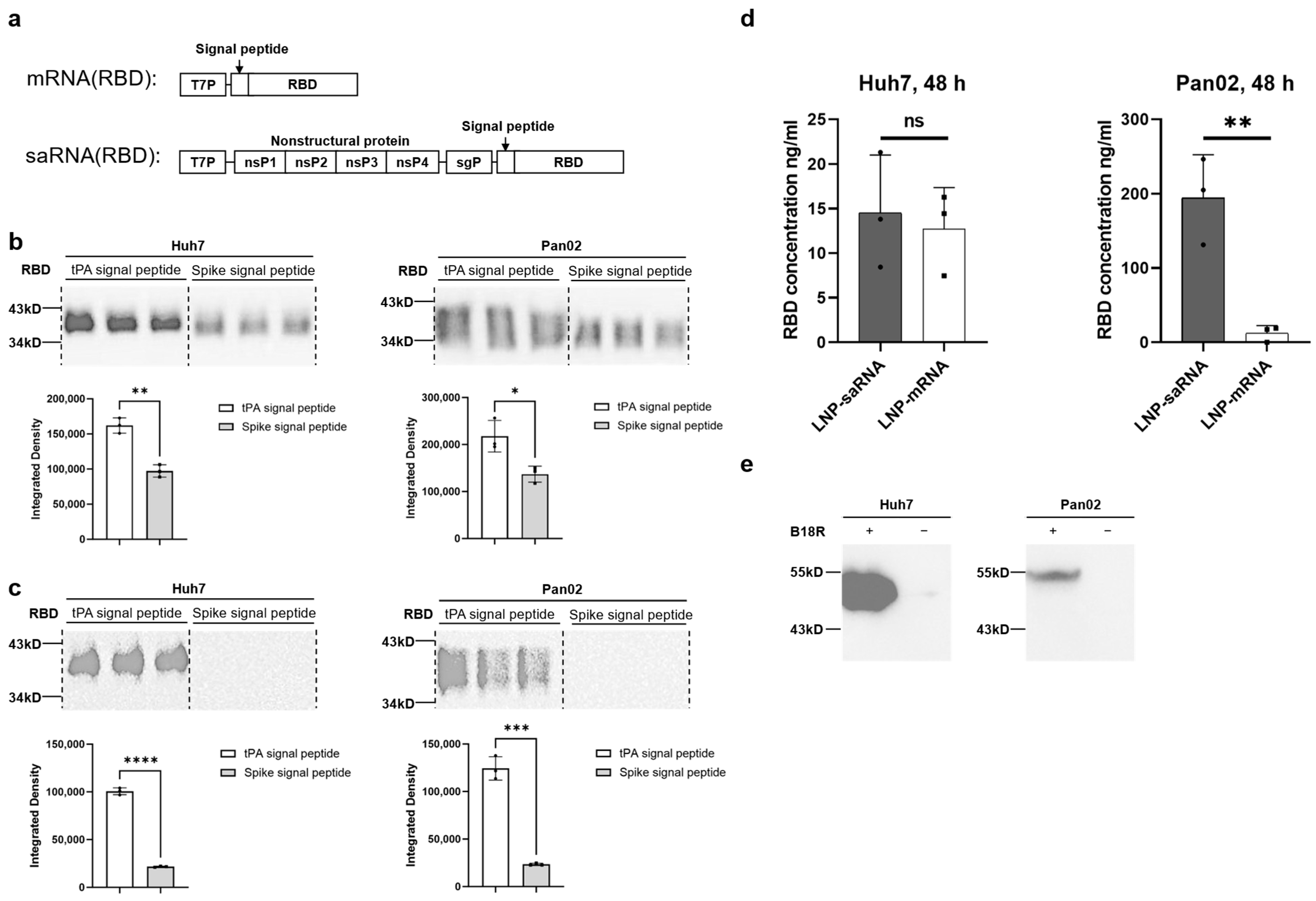 Vaccines 13 00537 g003