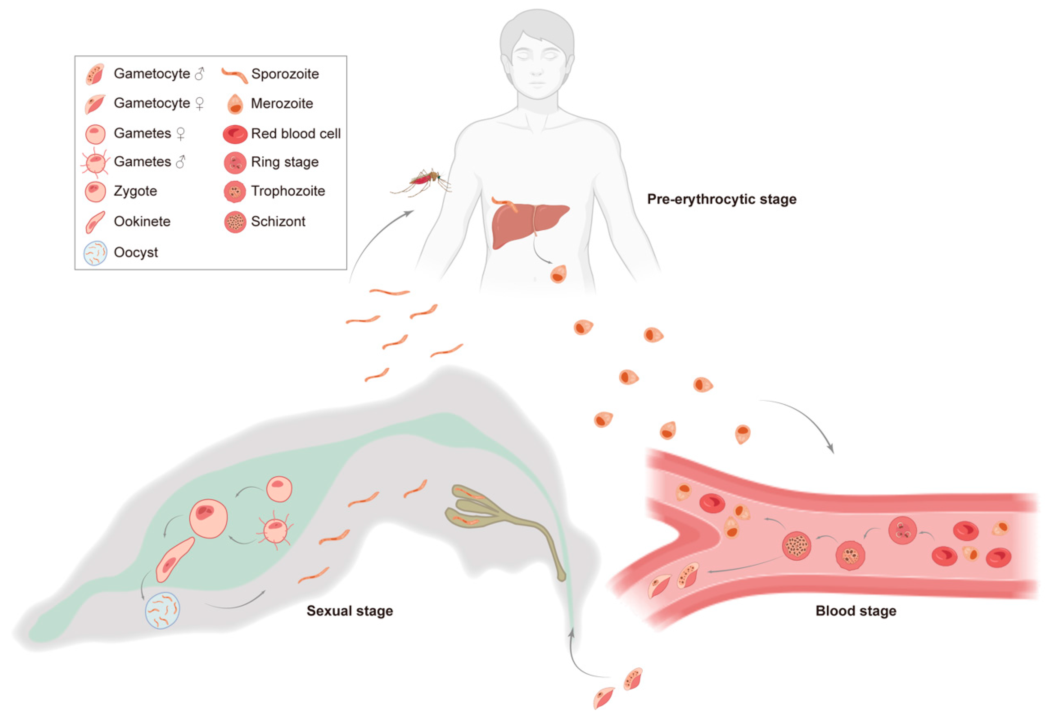 Vaccines 13 00542 g001