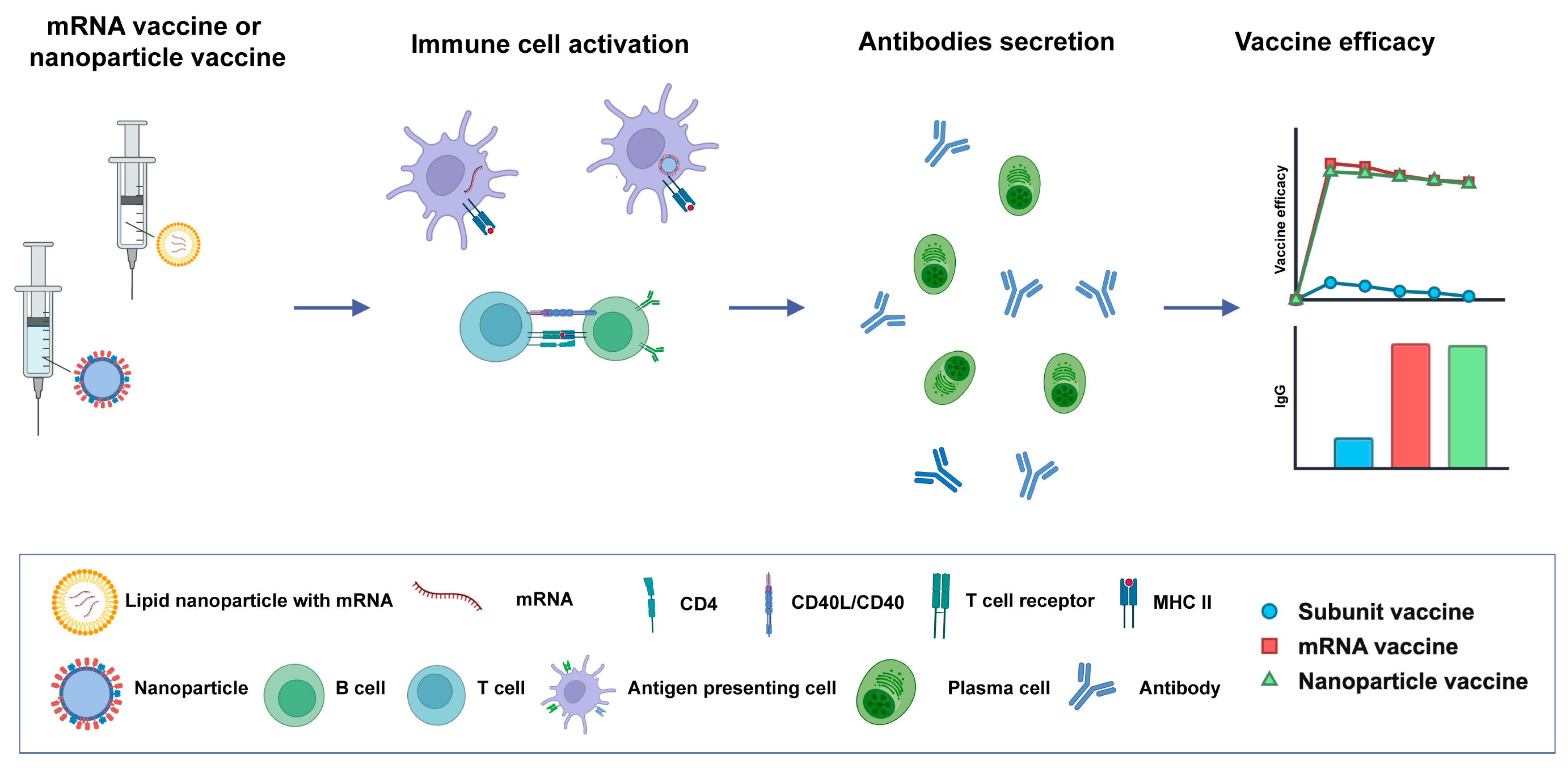 Vaccines 13 00542 g004
