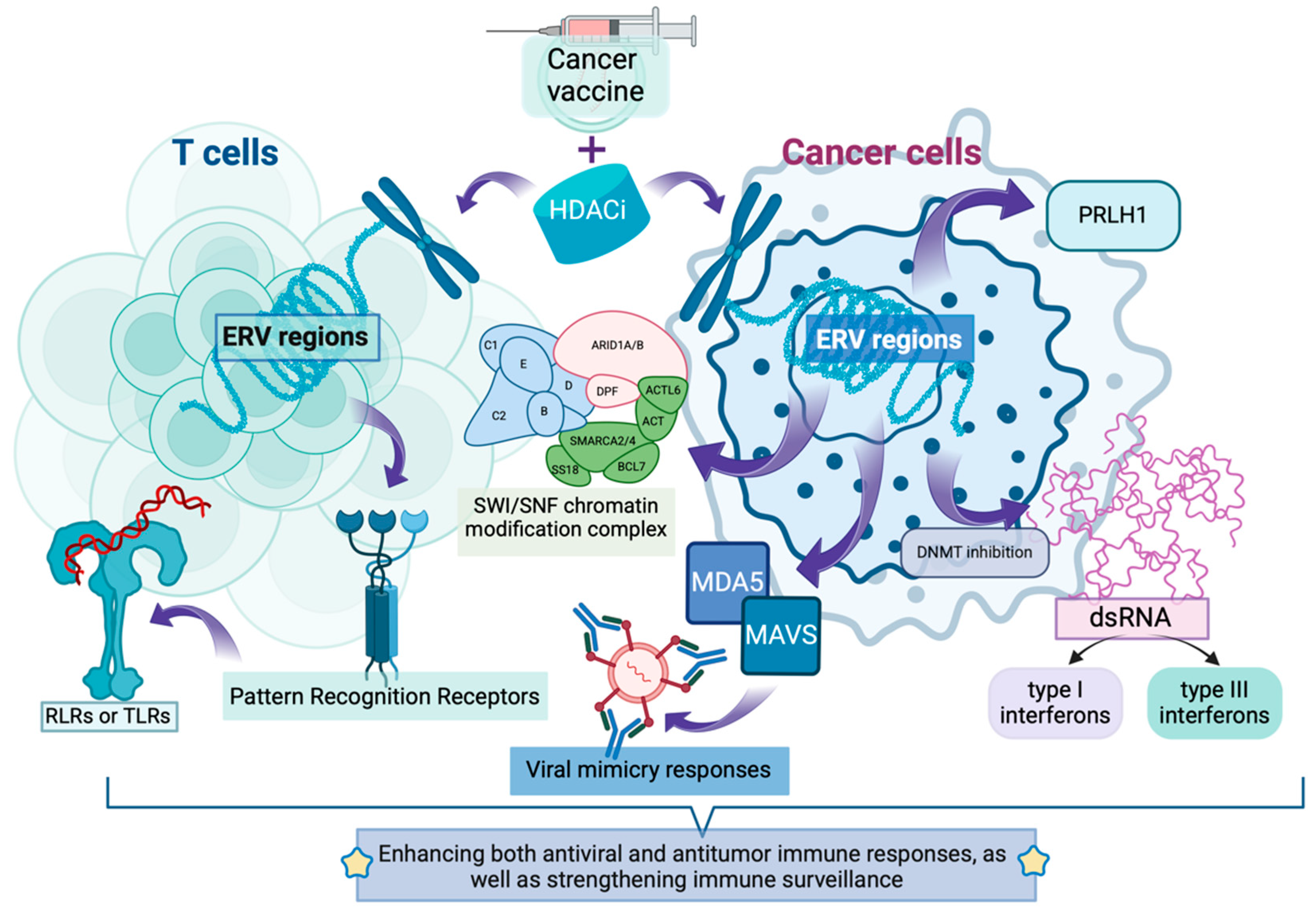 Pathological and Inflammatory Consequences of Aging