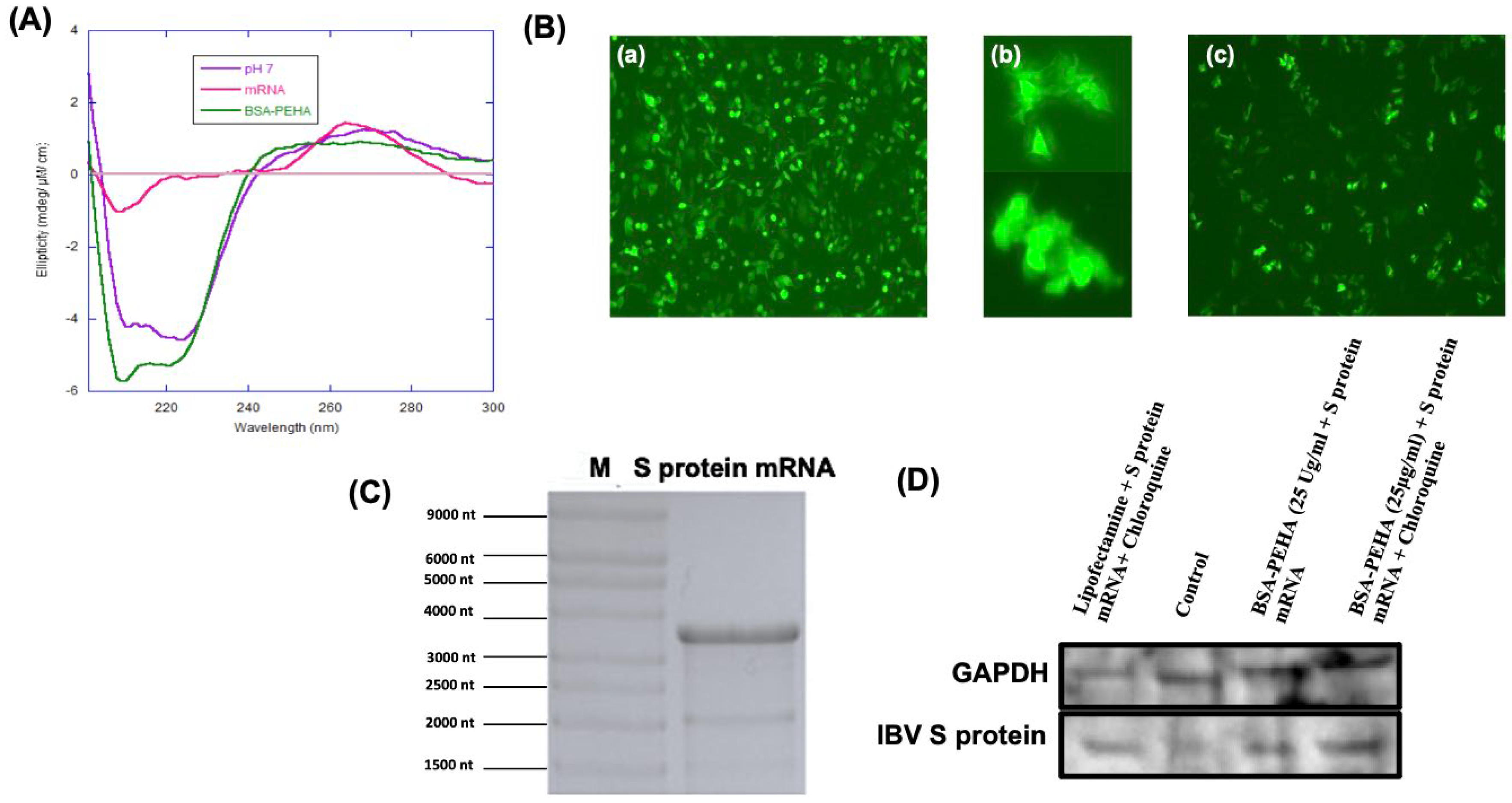 Vaccines 13 00568 g003 Vaccines 13 00568 g003