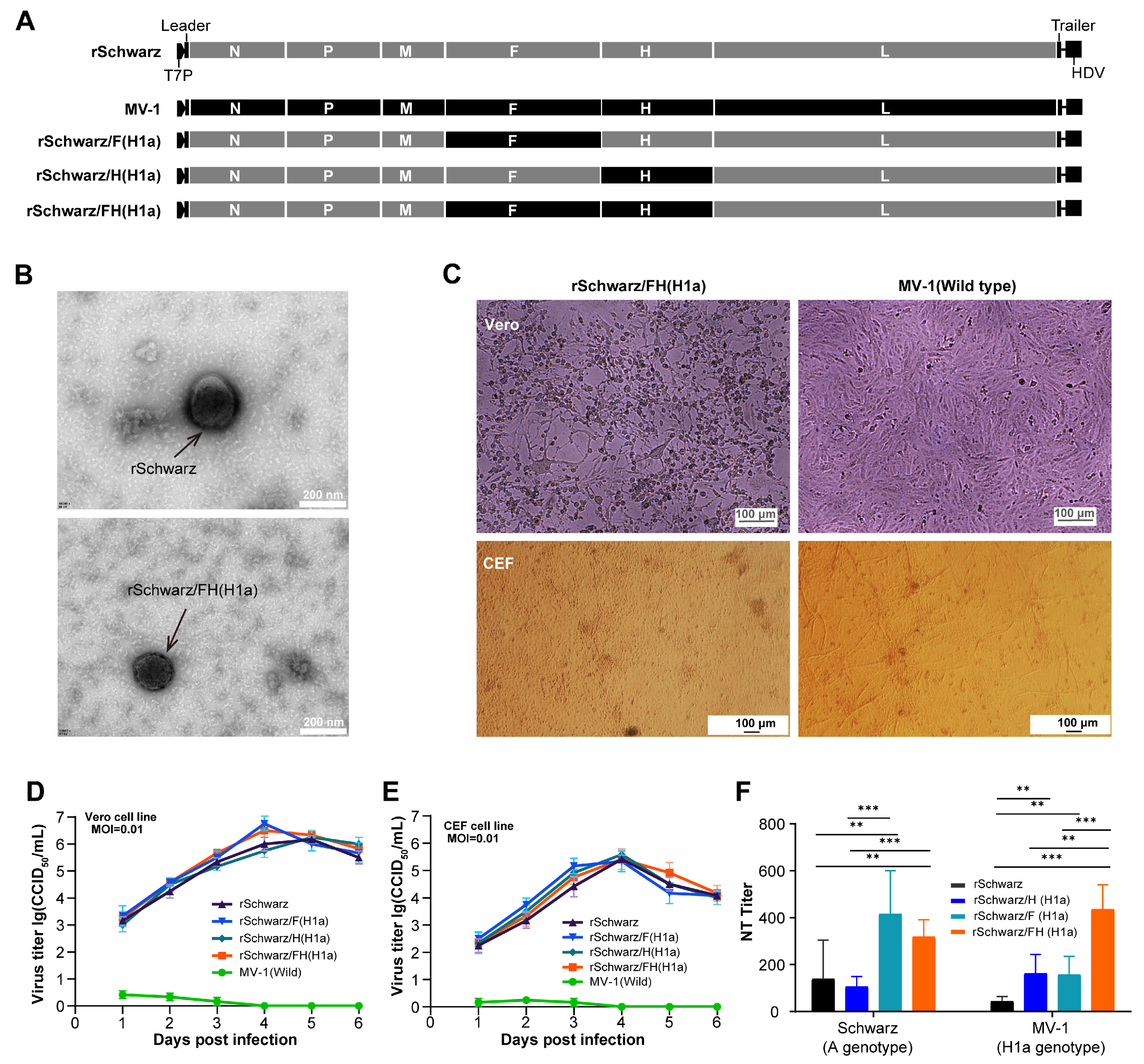Vaccines 13 00571 g002