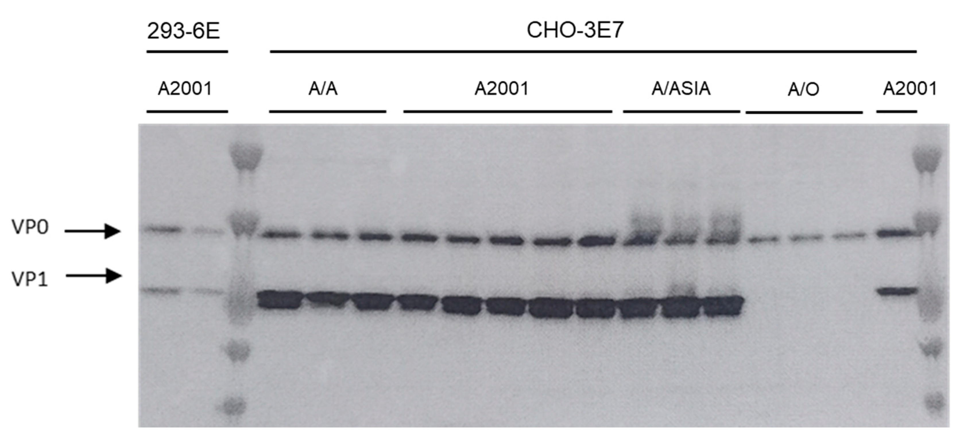Vaccines 13 00581 g006