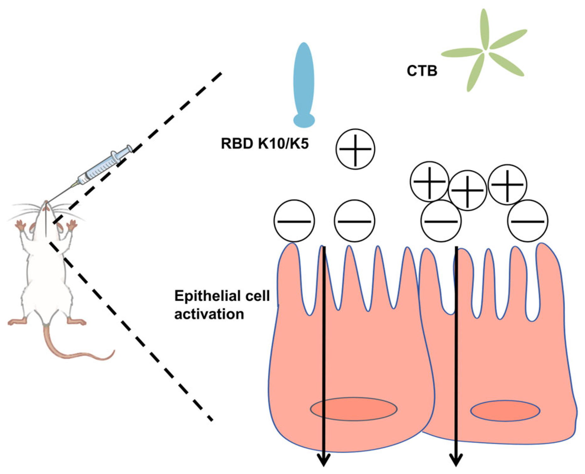 Vaccines 13 00582 g001