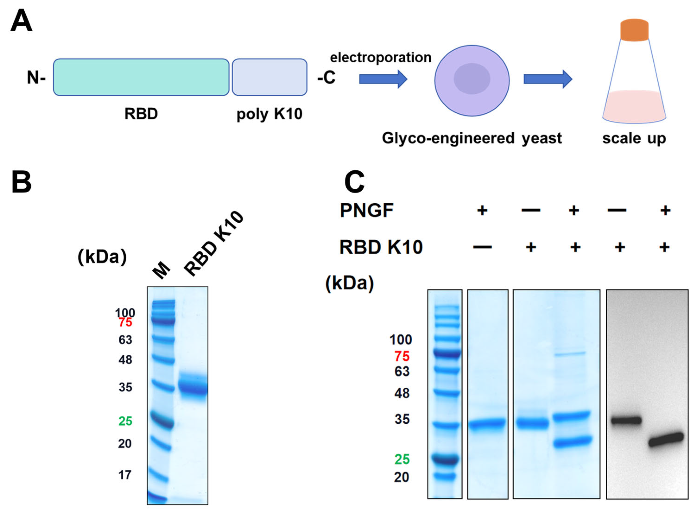 Vaccines 13 00582 g002