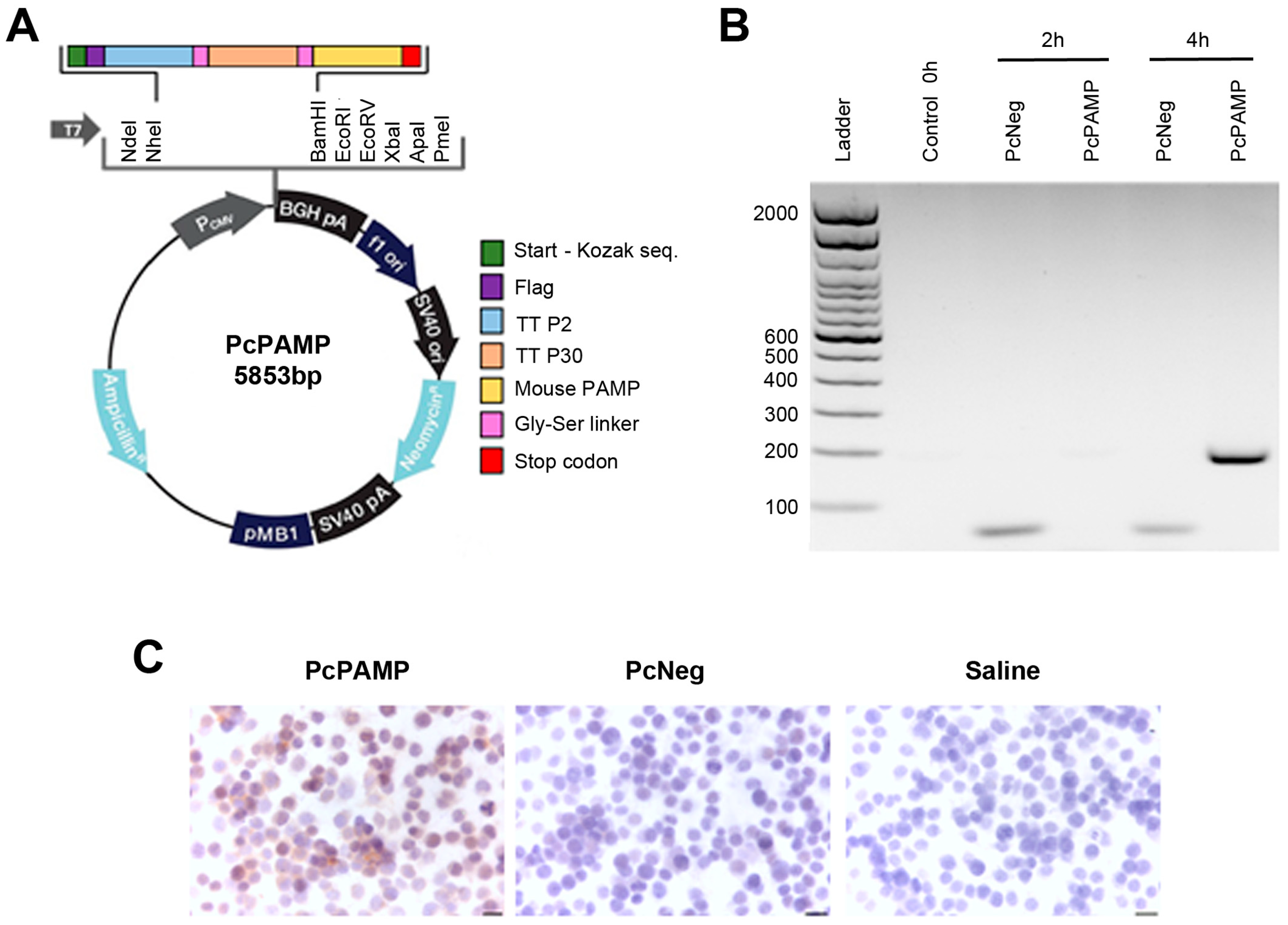 Vaccines 13 00586 g001 Vaccines 13 00586 g001
