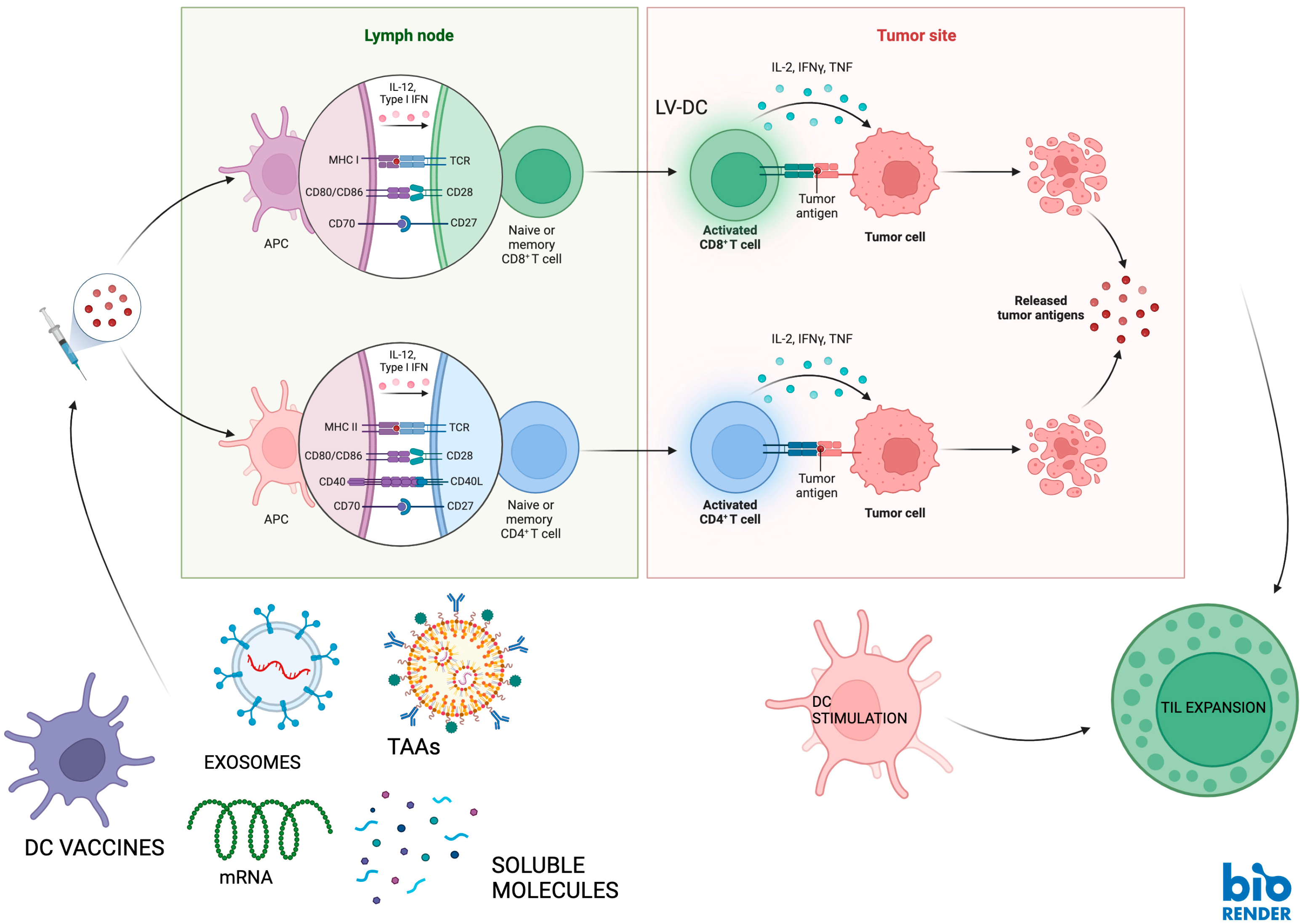 Vaccines 13 00591 g001