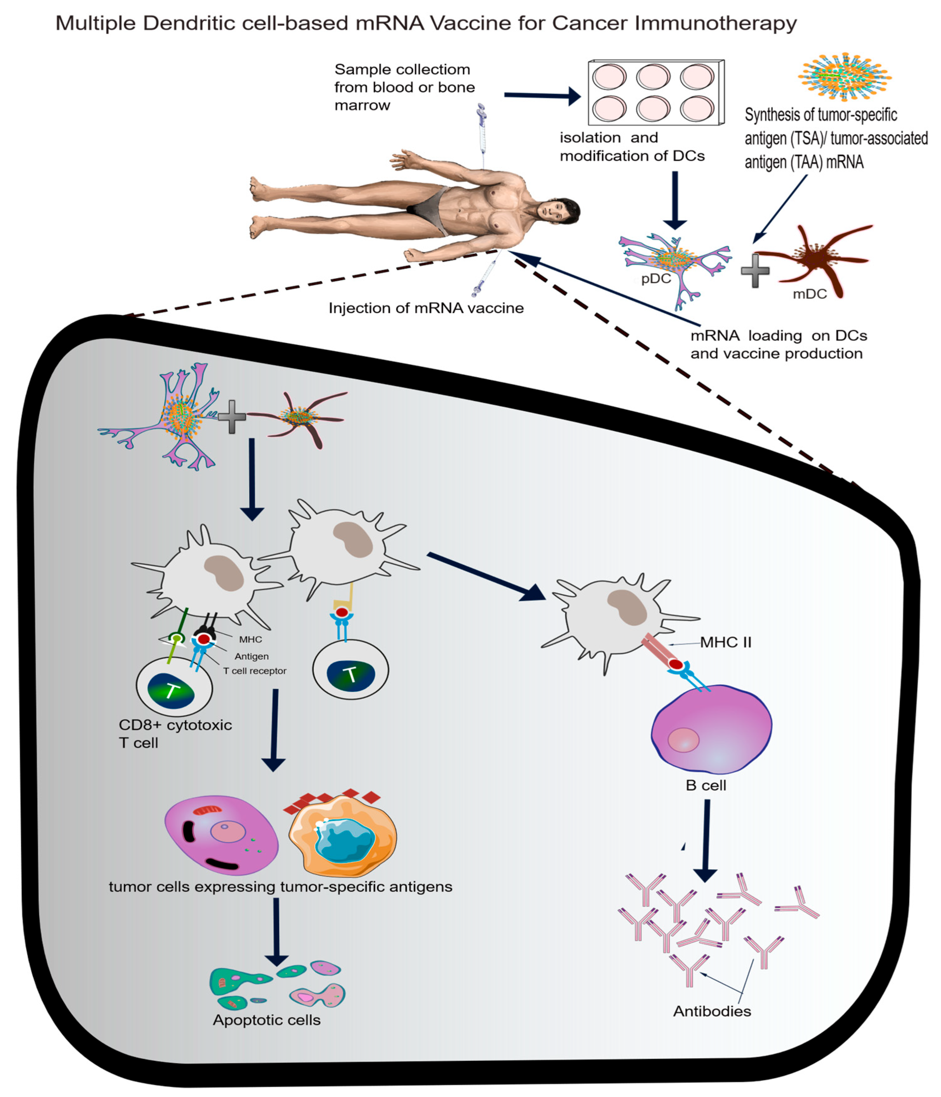 Vaccines 13 00601 g003
