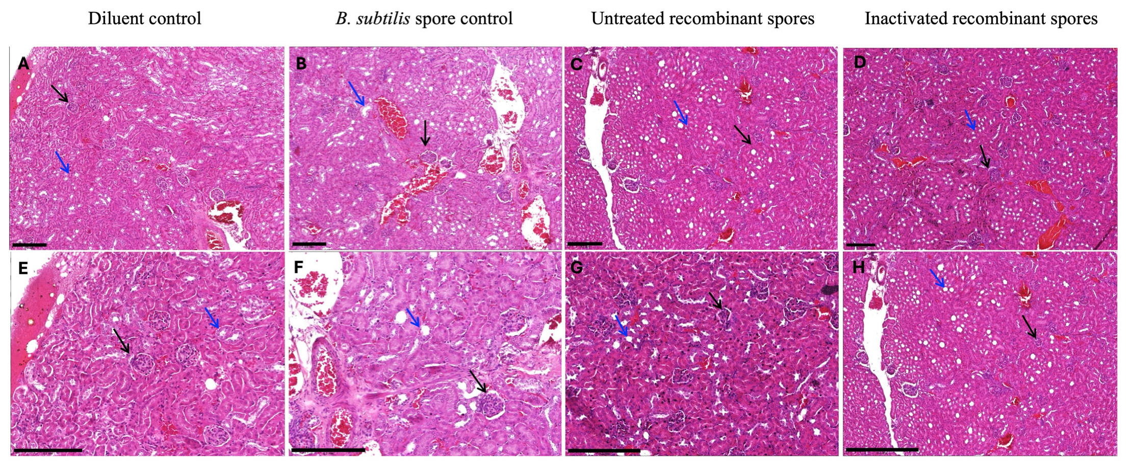 Vaccines 13 00616 g002