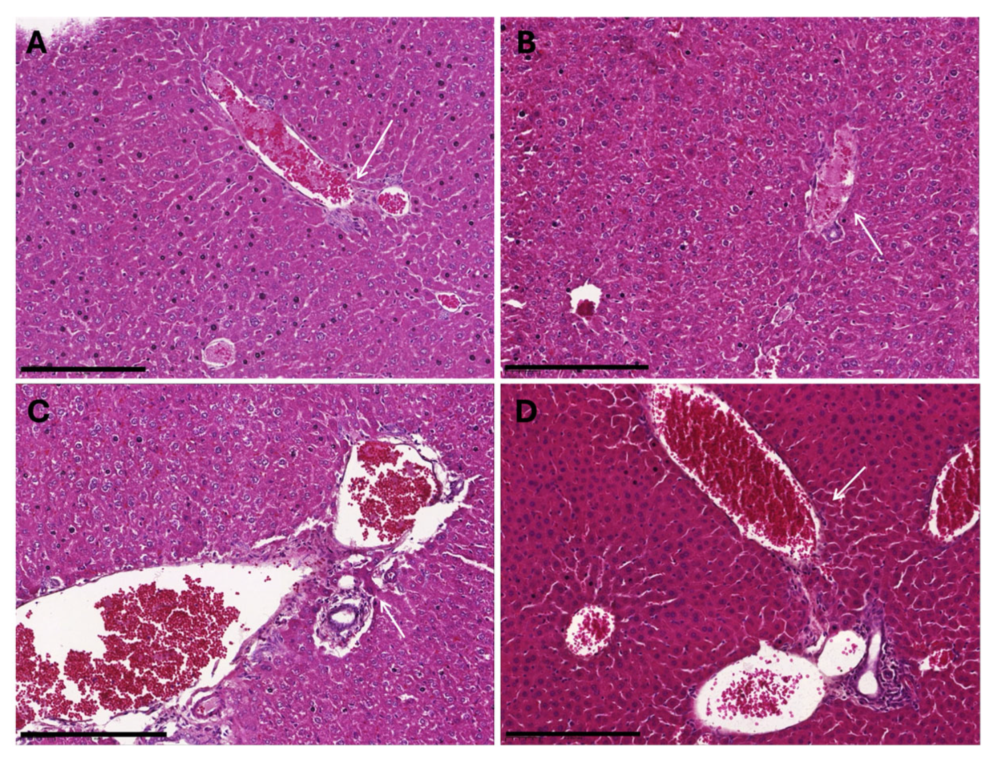 Vaccines 13 00616 g003