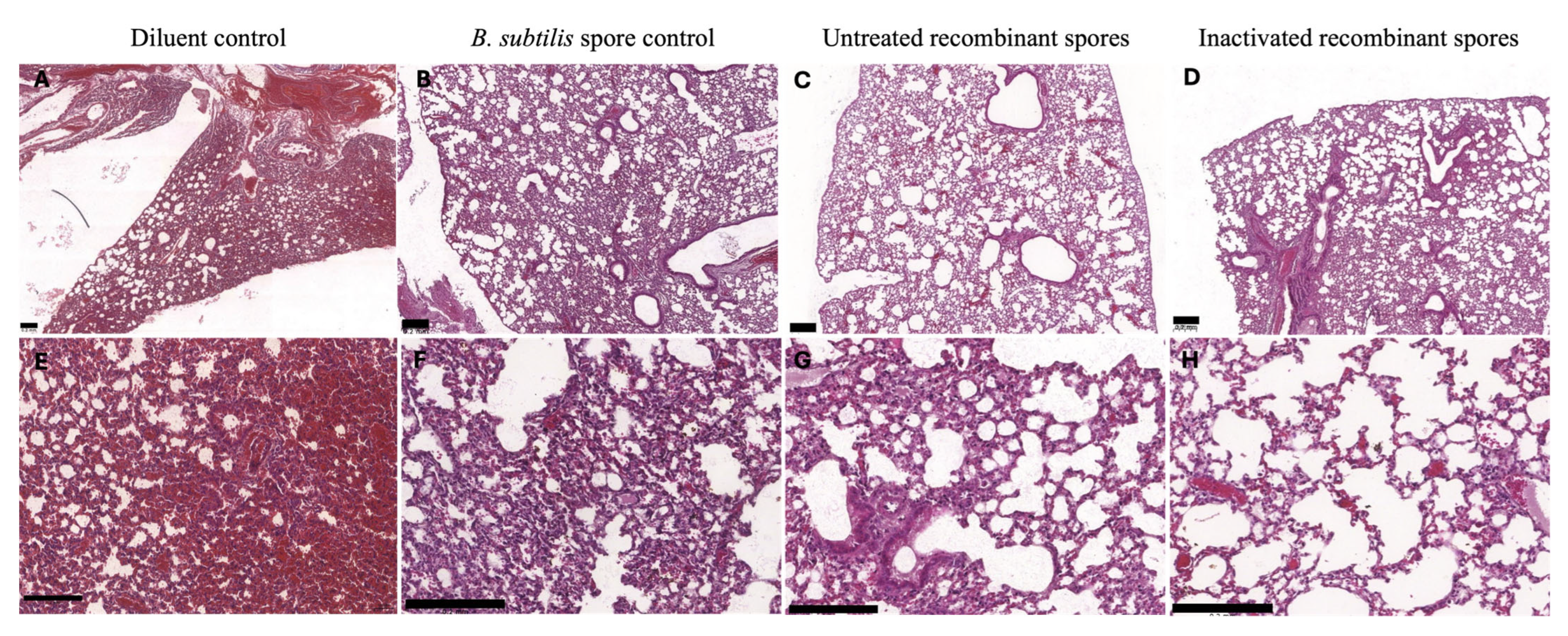 Vaccines 13 00616 g011