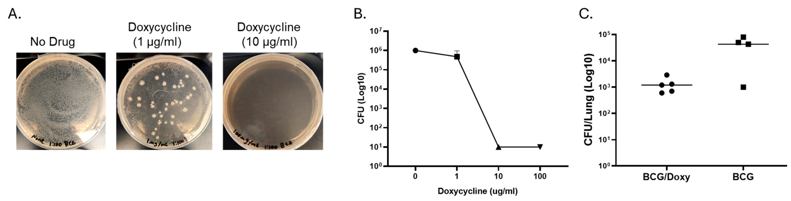 Vaccines 13 00619 g004 Vaccines 13 00619 g004