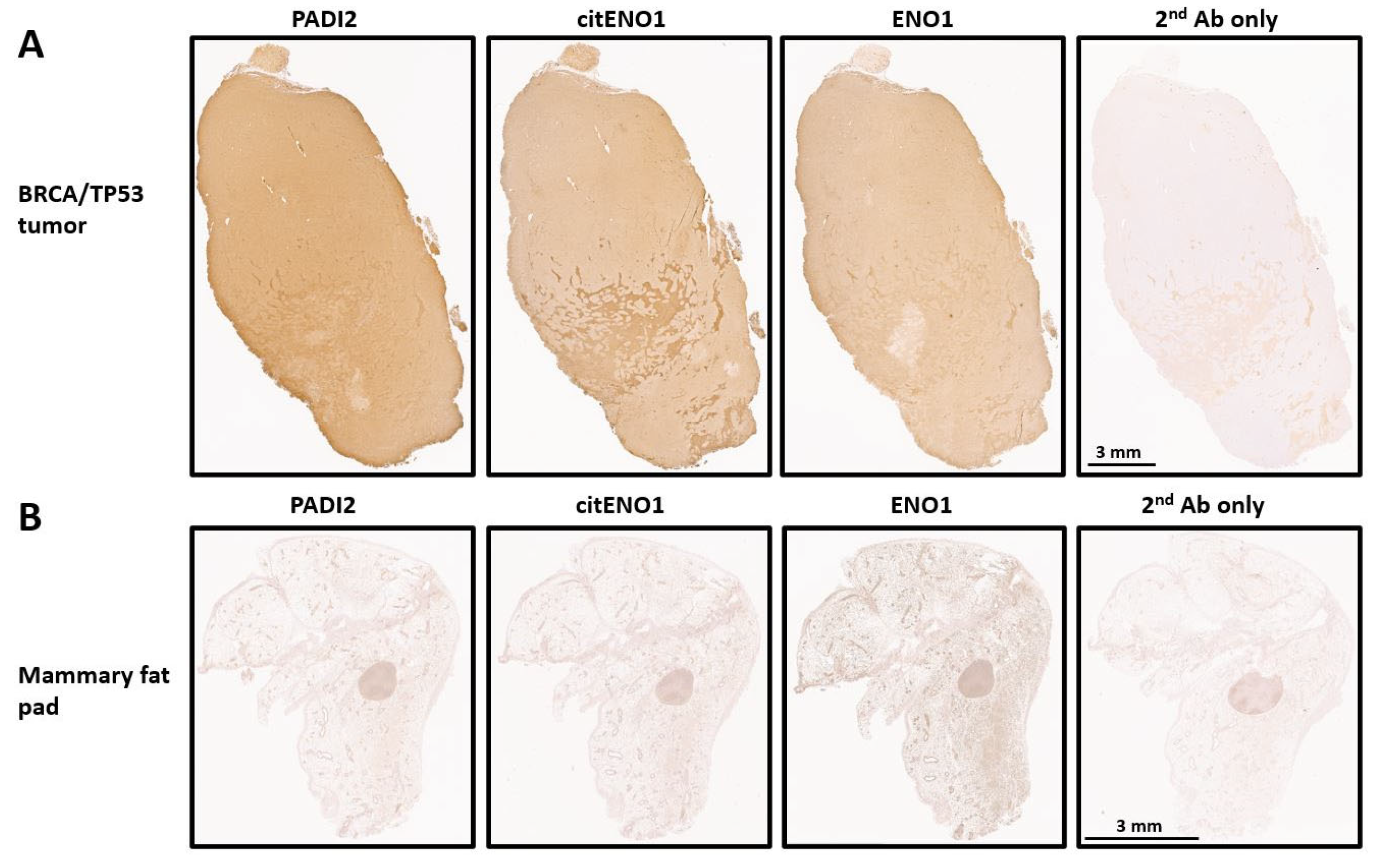 Vaccines 13 00629 g002