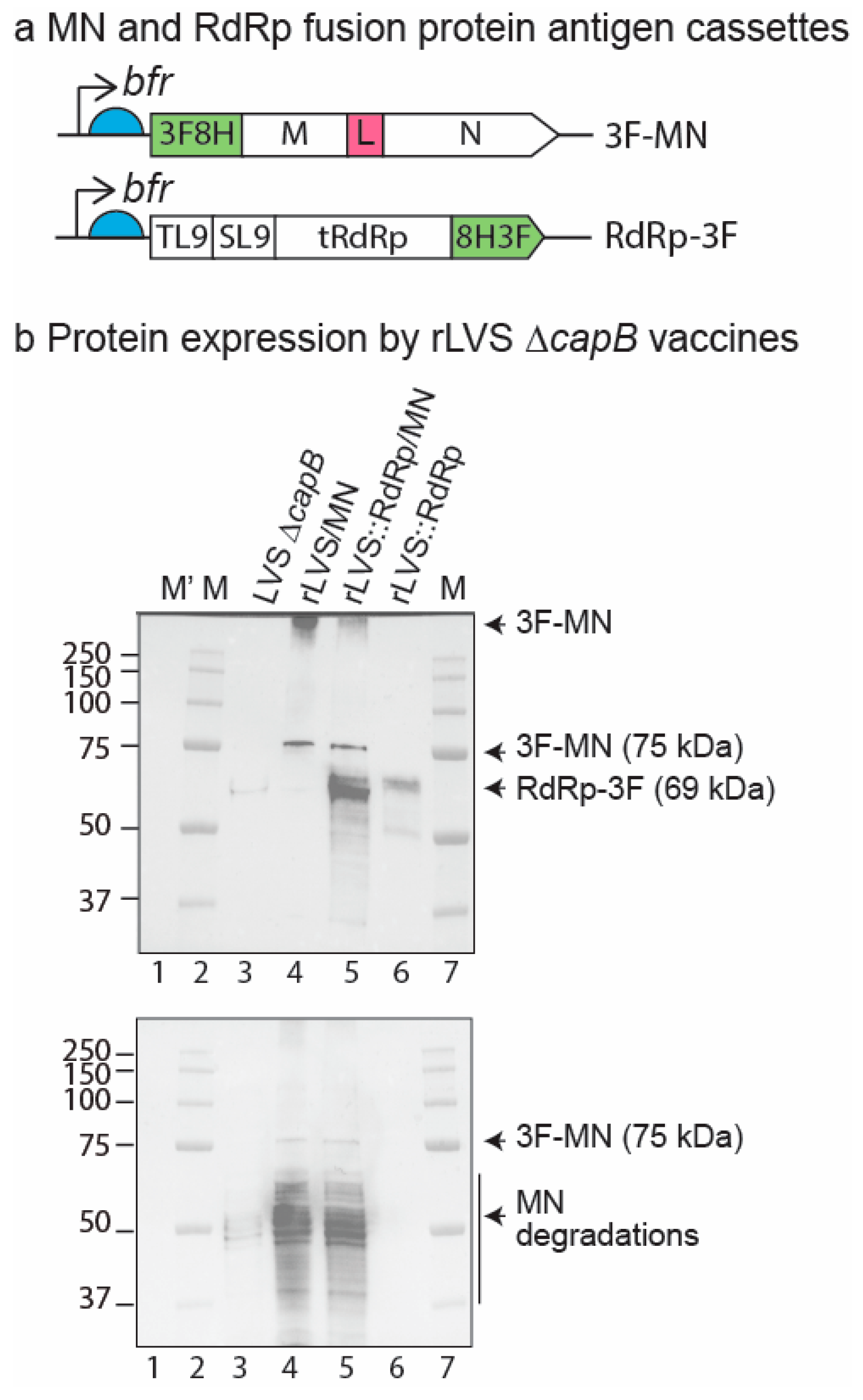 Vaccines 13 00633 g001
