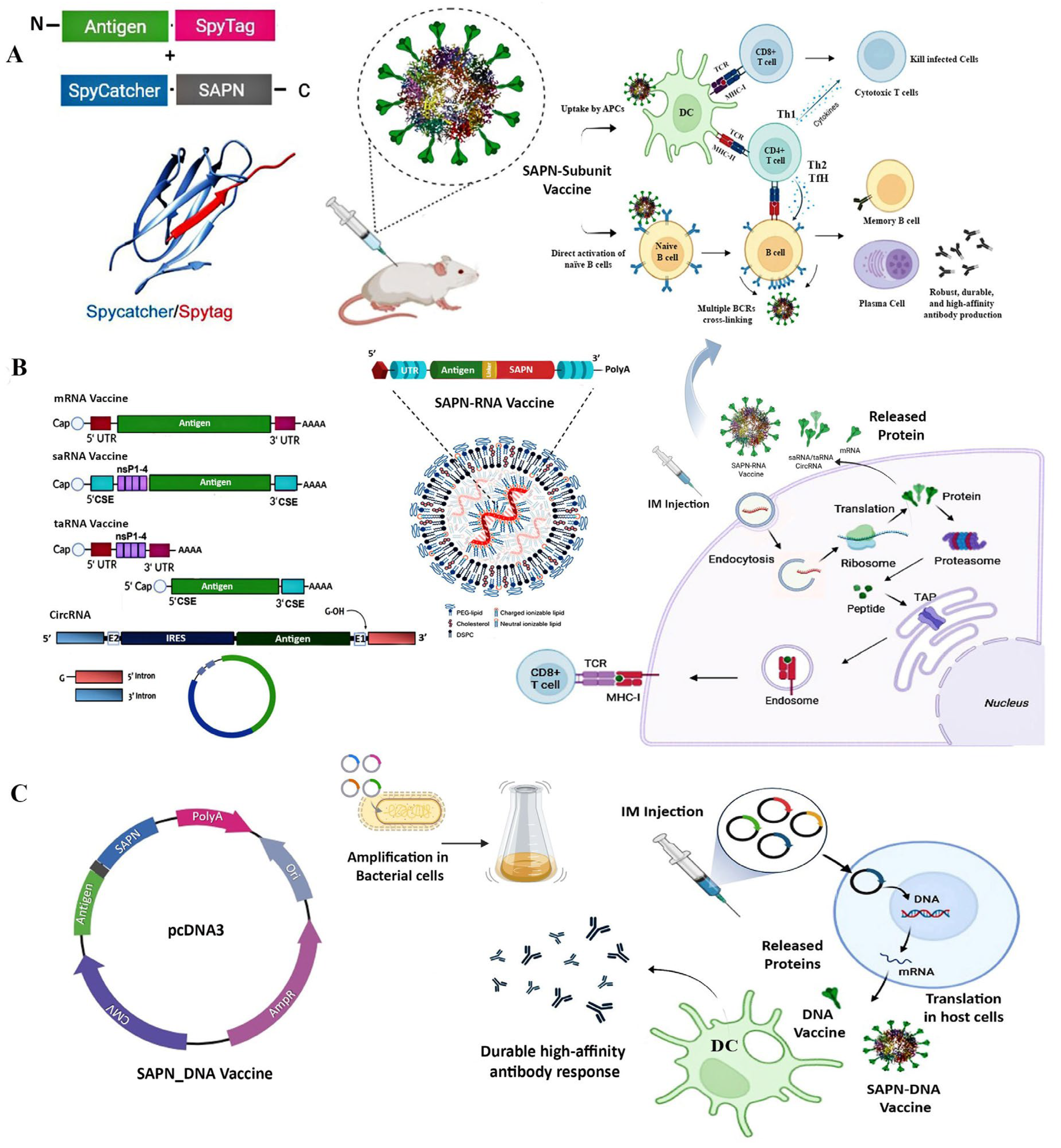 Vaccines 13 00653 g002